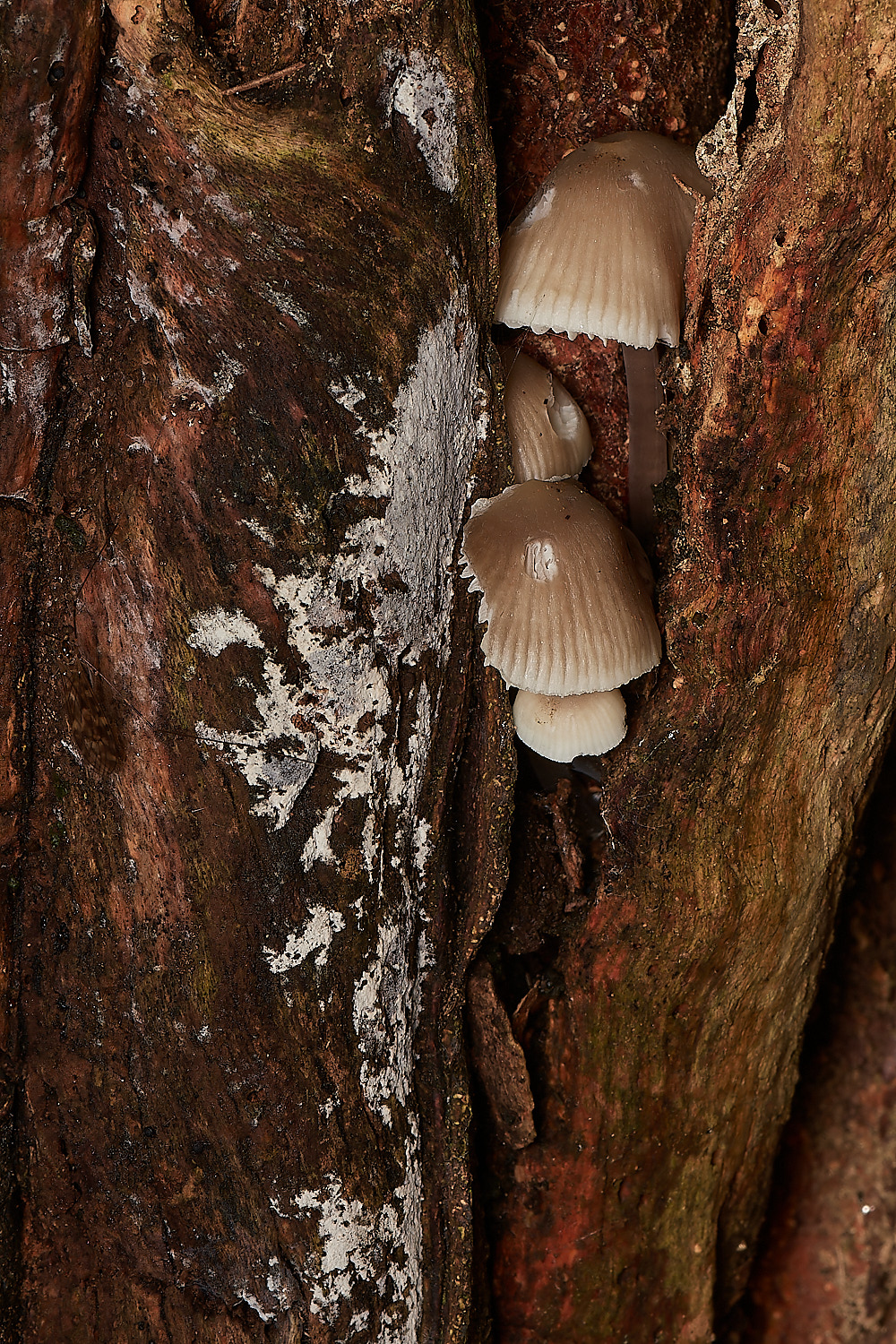 BlicklingFungus4071123-1-NEF_DxO_DeepPRIMEXD