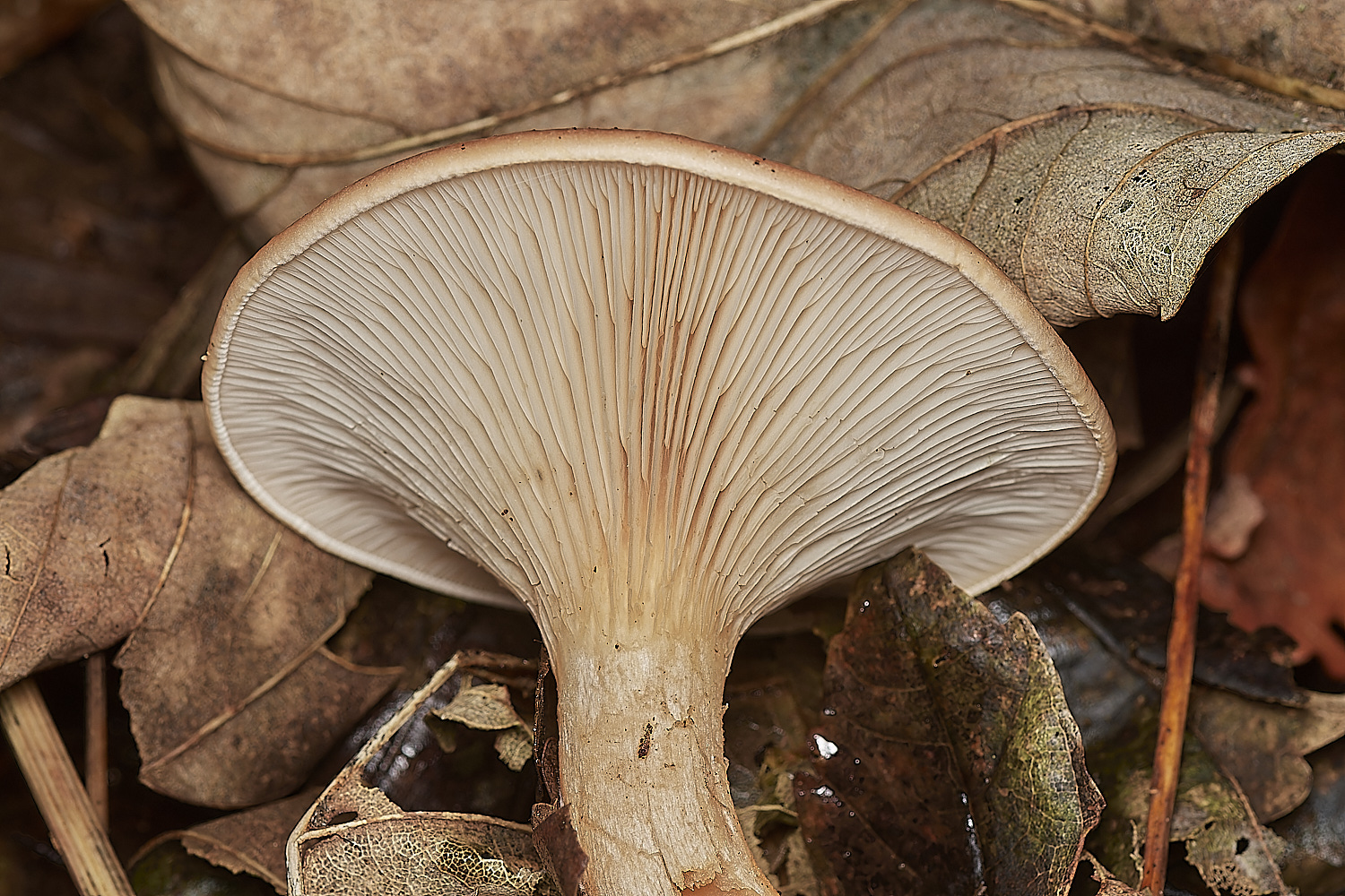 BlicklingFungus5071123-1-NEF_DxO_DeepPRIMEXD