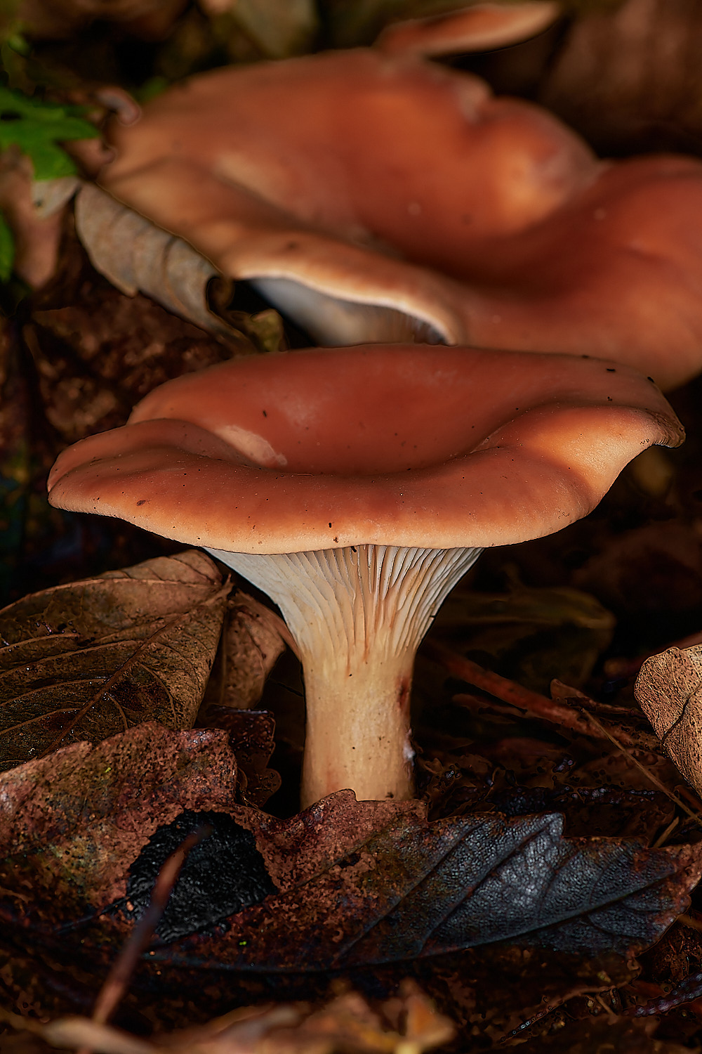 BlicklingFungus5071123-2-NEF_DxO_DeepPRIMEXD