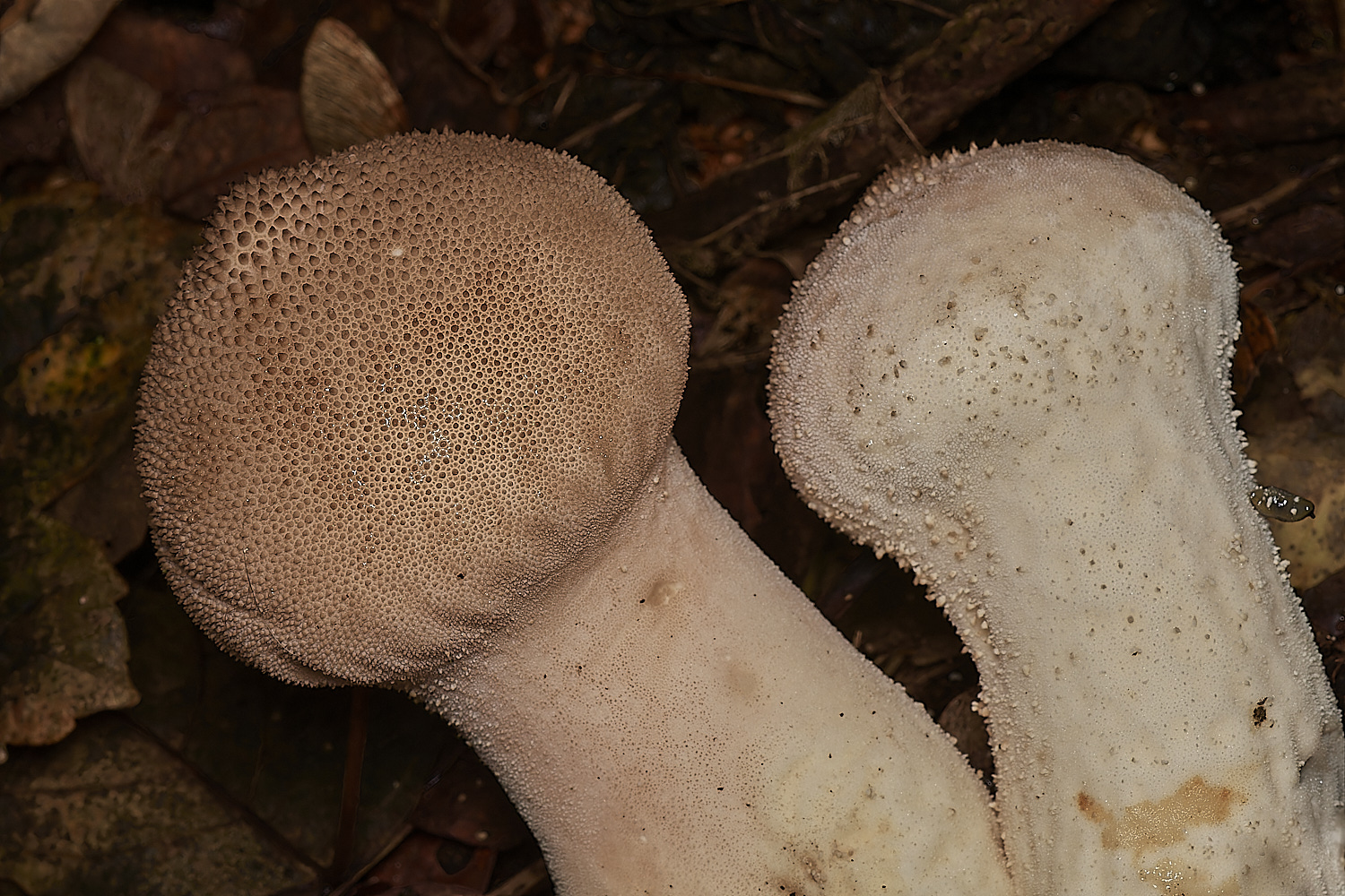 BlicklingFungus6071123-1-NEF_DxO_DeepPRIMEXD