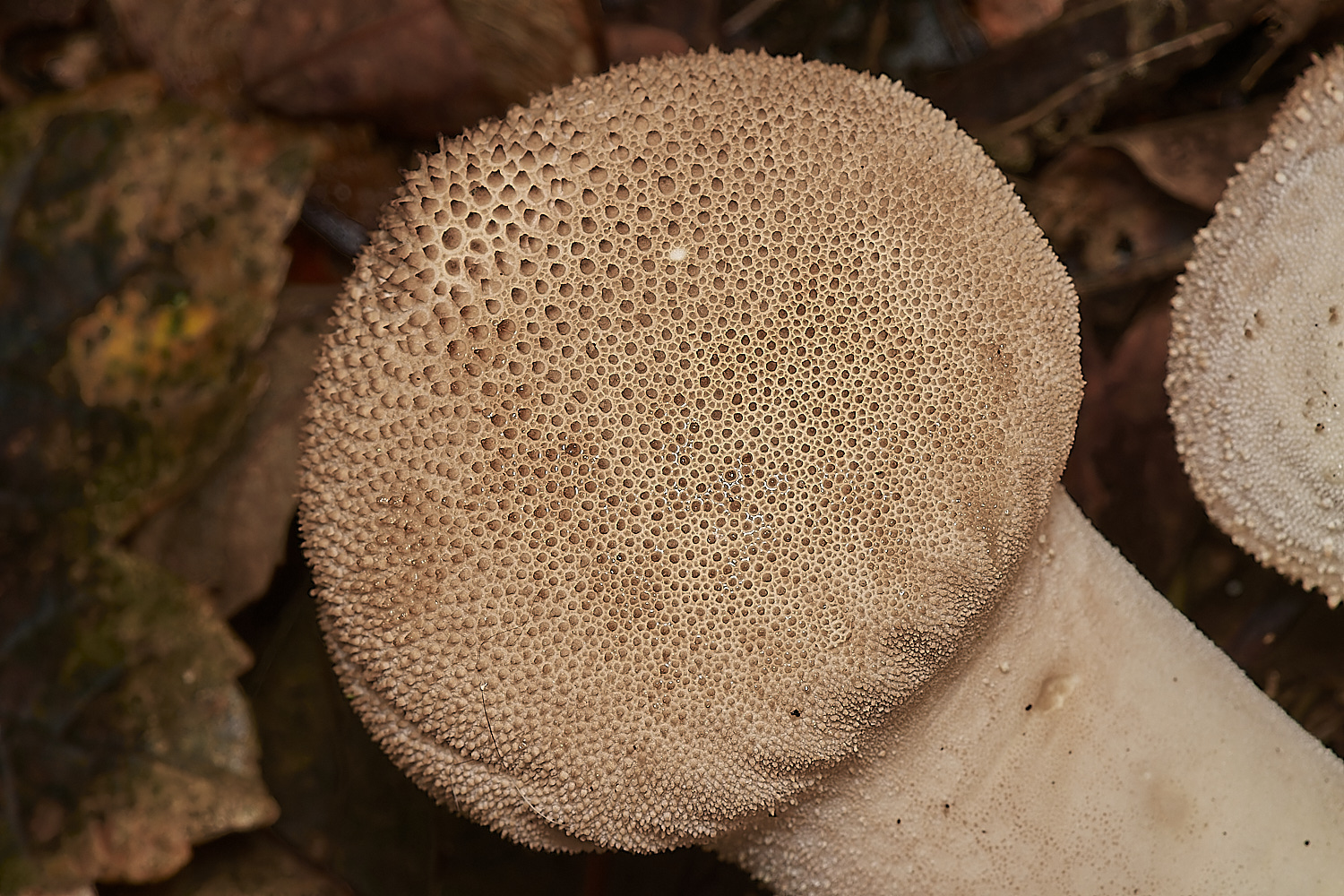BlicklingFungus6071123-2-NEF_DxO_DeepPRIMEXD