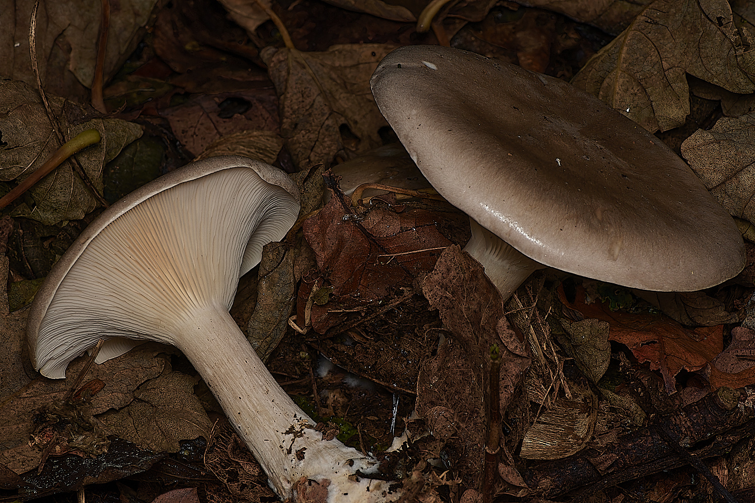 BlicklingFungus7071123-1-NEF_DxO_DeepPRIMEXD