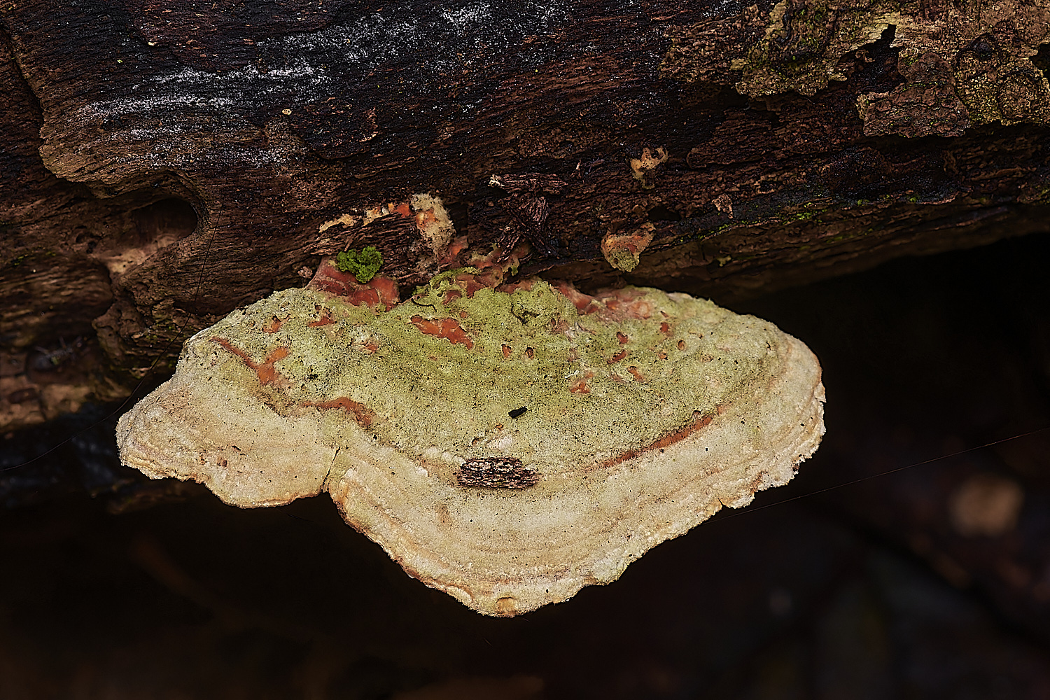 BlicklingFungus8071123-1-NEF_DxO_DeepPRIMEXD