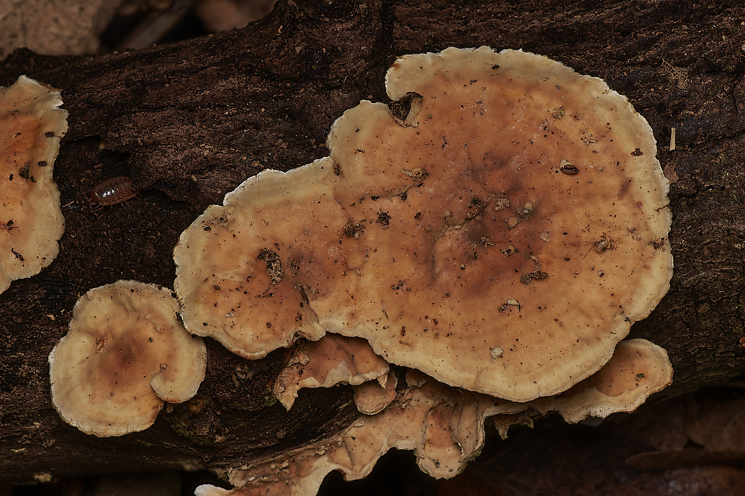 BlicklingFungus8071123-2-NEF_DxO_DeepPRIMEXD