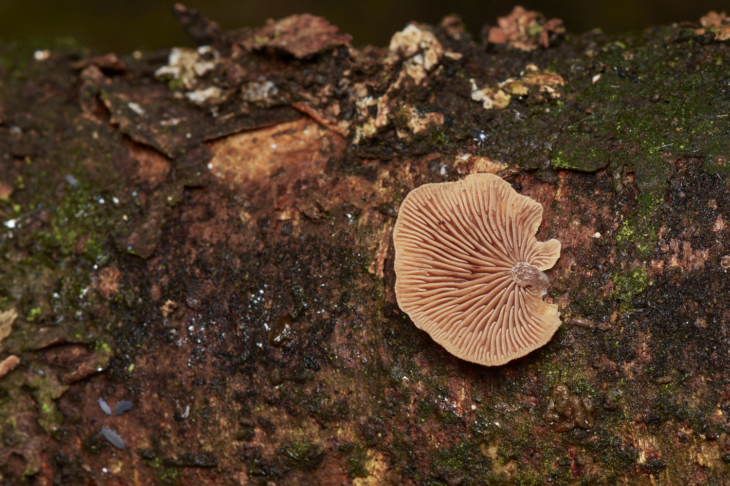 BlicklingFungus9071123-1-NEF_DxO_DeepPRIMEXD