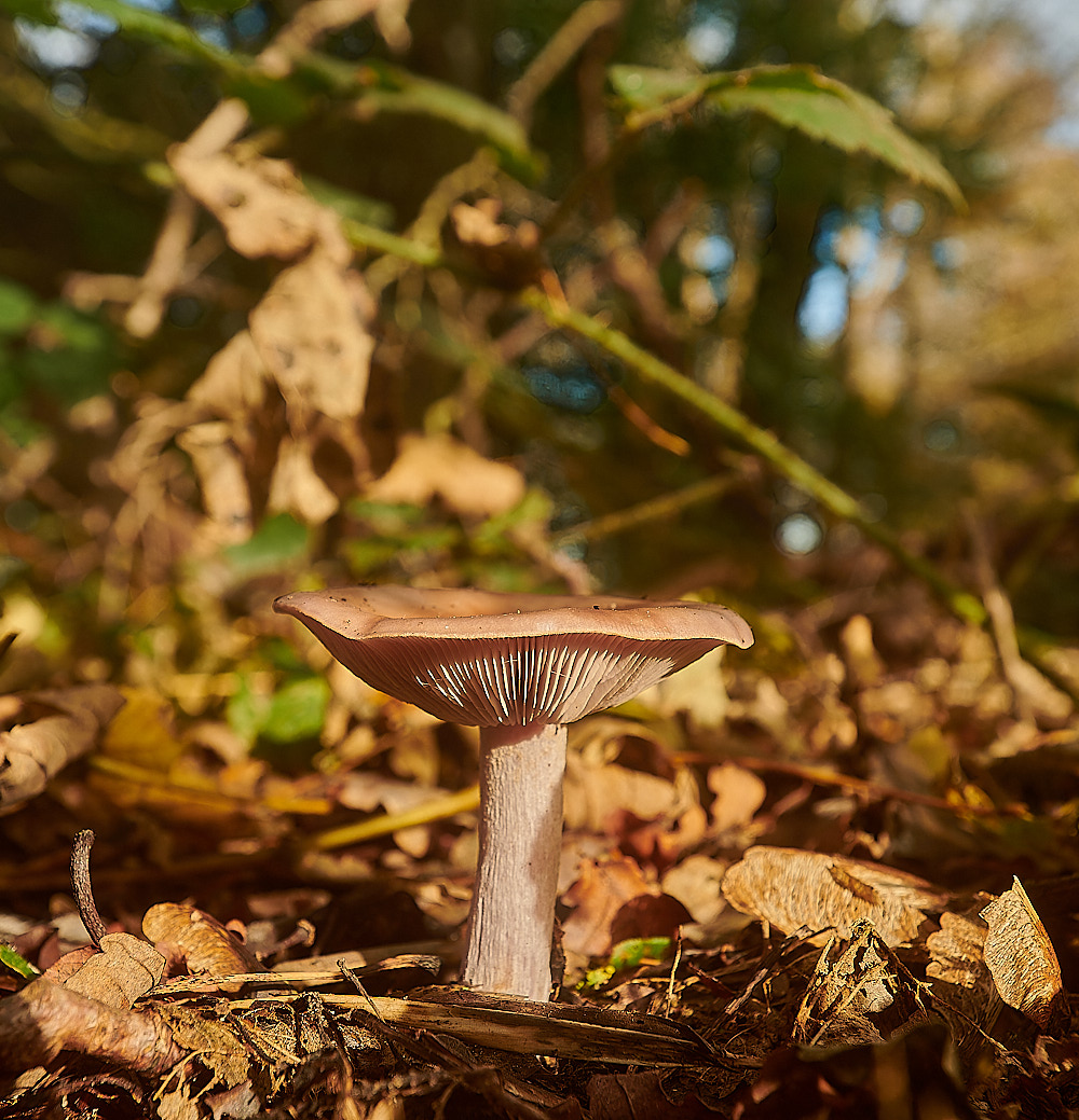 BlicklingPinkgill071123-1-NEF_DxO_DeepPRIMEXD 1