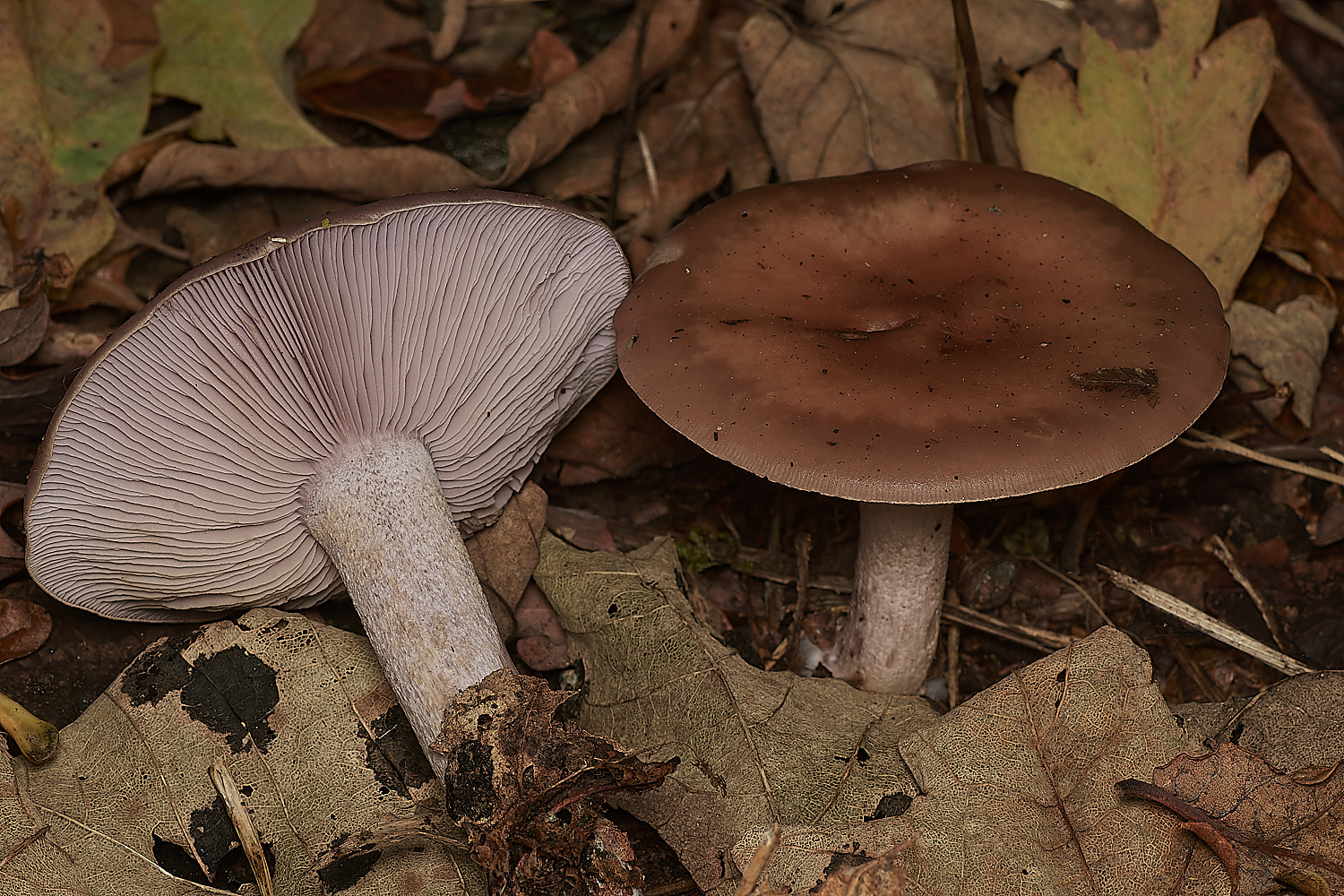 BlicklingPinkgill71123-2-NEF_DxO_DeepPRIMEXD