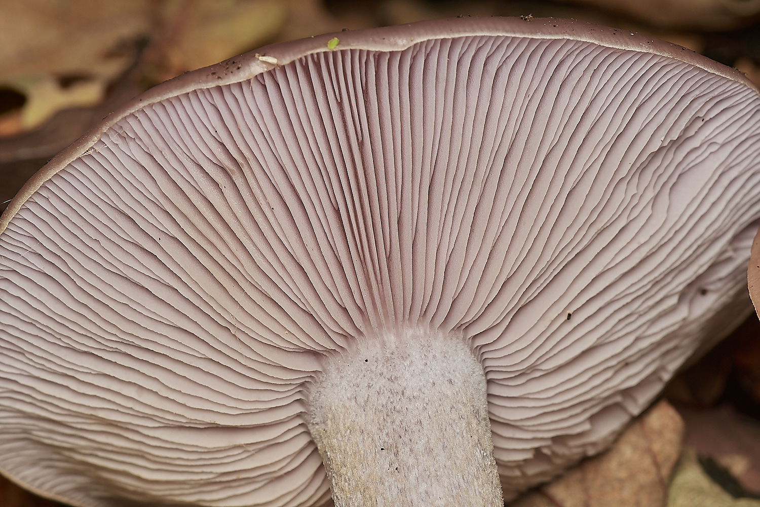 BlicklingPinkgill71123-4-NEF_DxO_DeepPRIMEXD