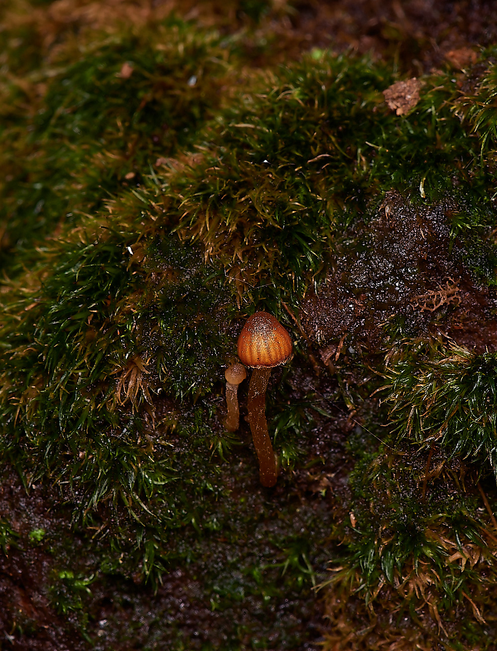 BlicklingRickenella071123-1-NEF_DxO_DeepPRIMEXD 1