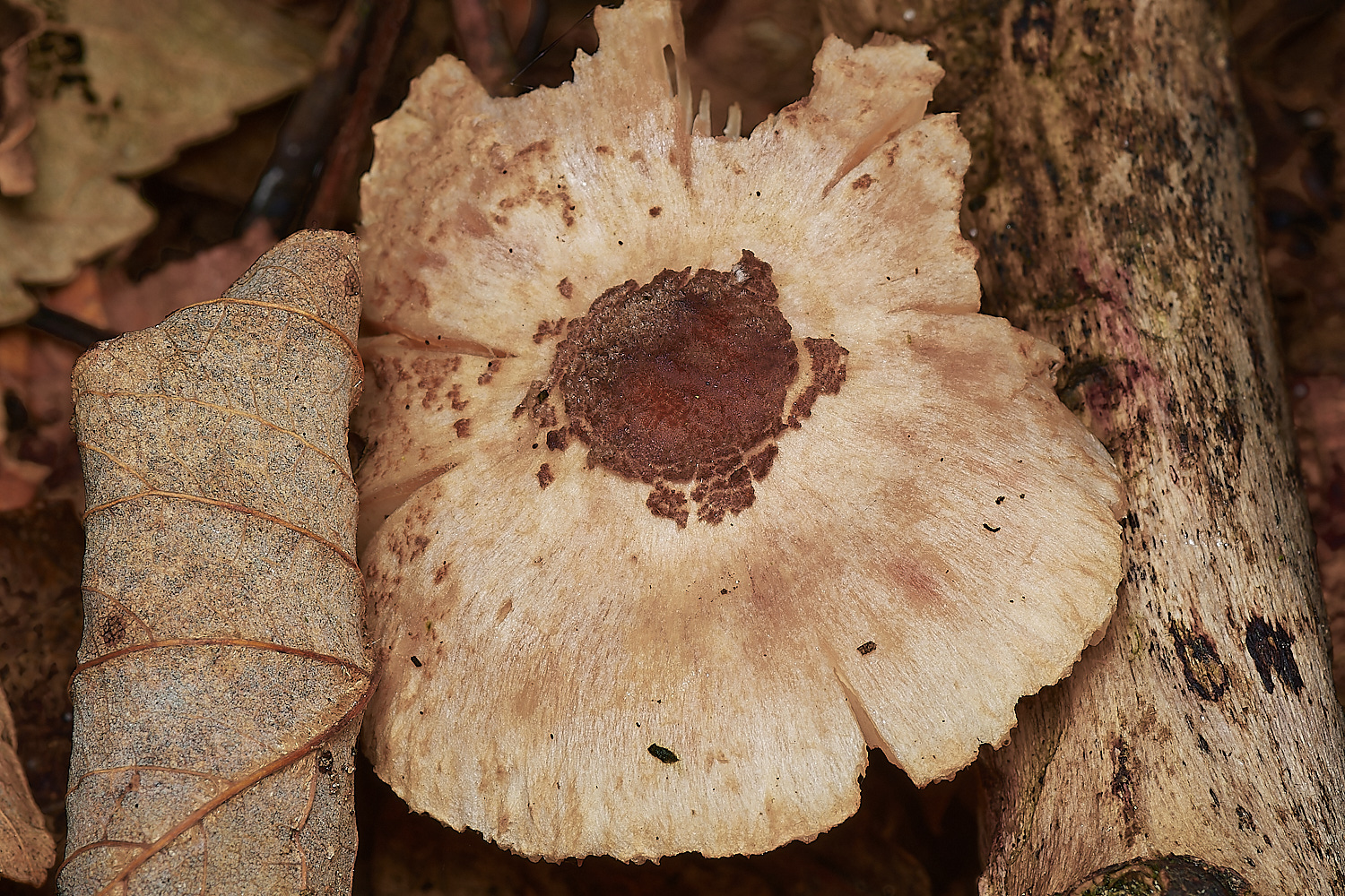 BlicklingSkullcap071123-1-NEF_DxO_DeepPRIMEXD