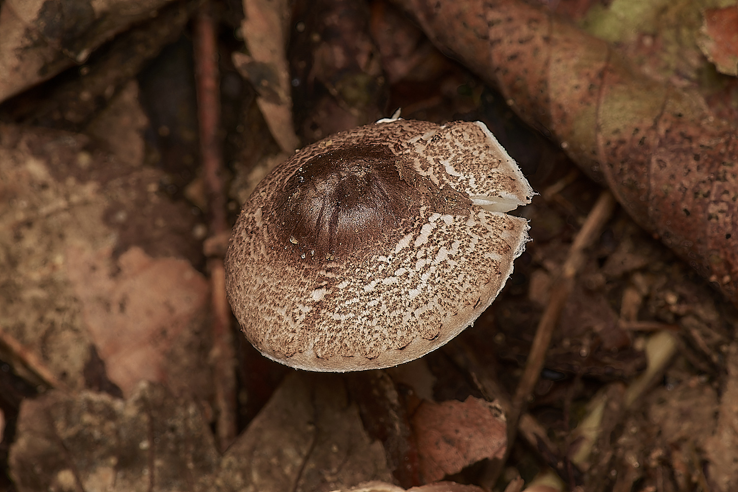BlicklingSkullcap071123-2-NEF_DxO_DeepPRIMEXD