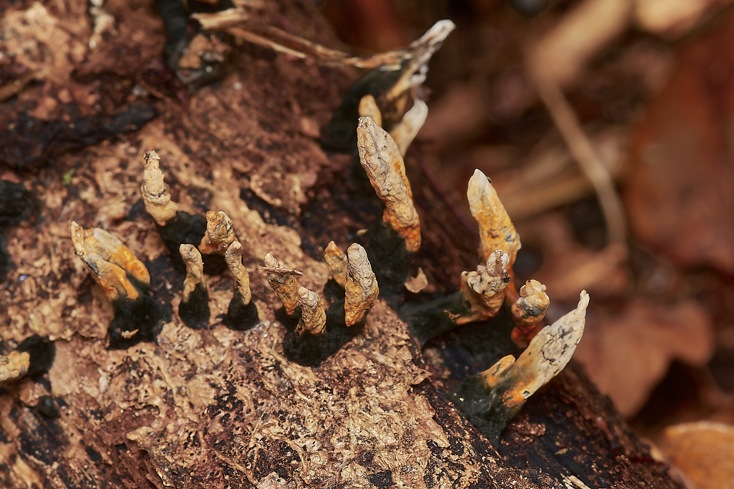 BlicklingXylaria12071123-2-NEF_DxO_DeepPRIMEXD