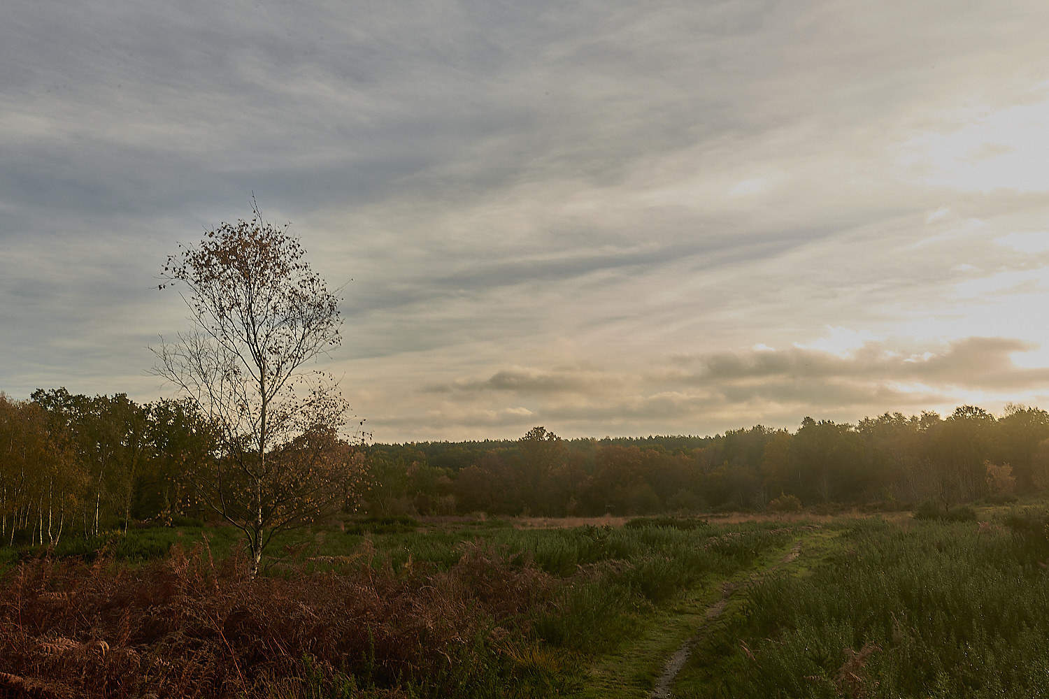 Bryant'sHeath171123-1-NEF_DxO_DeepPRIMEXD