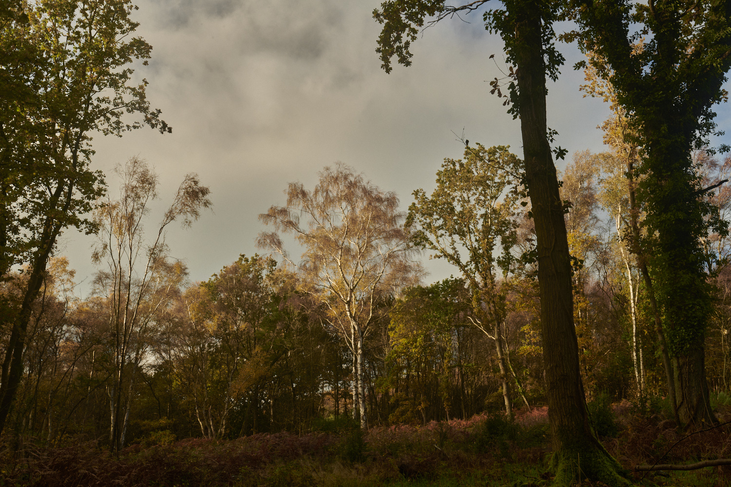 Bryant'sHeath171123-2-NEF_DxO_DeepPRIMEXD