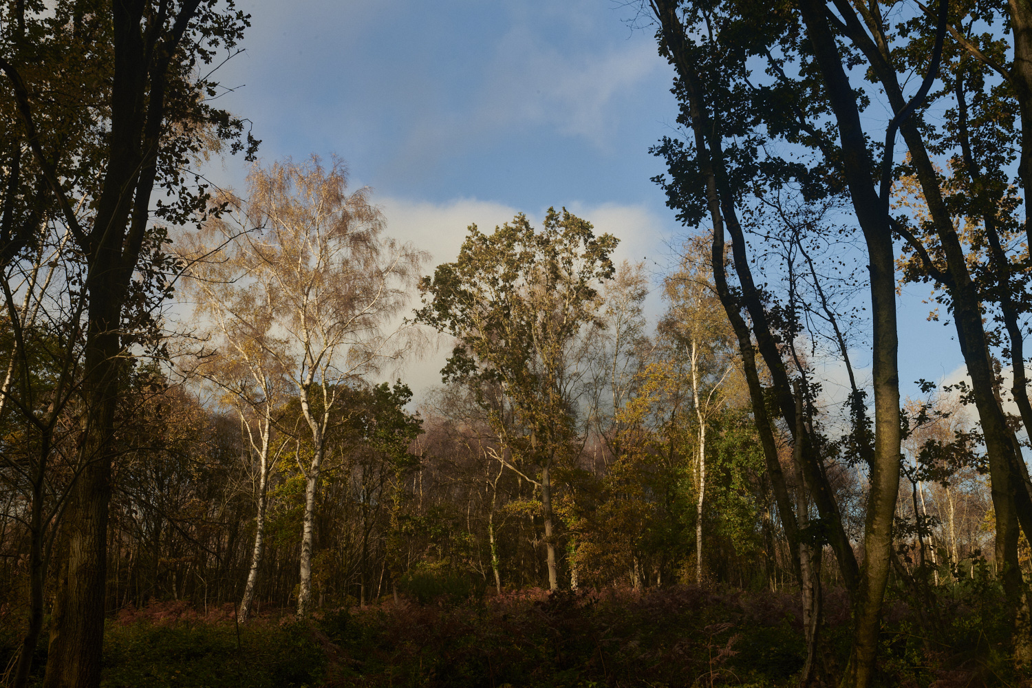 Bryant'sHeath171123-3-NEF_DxO_DeepPRIMEXD