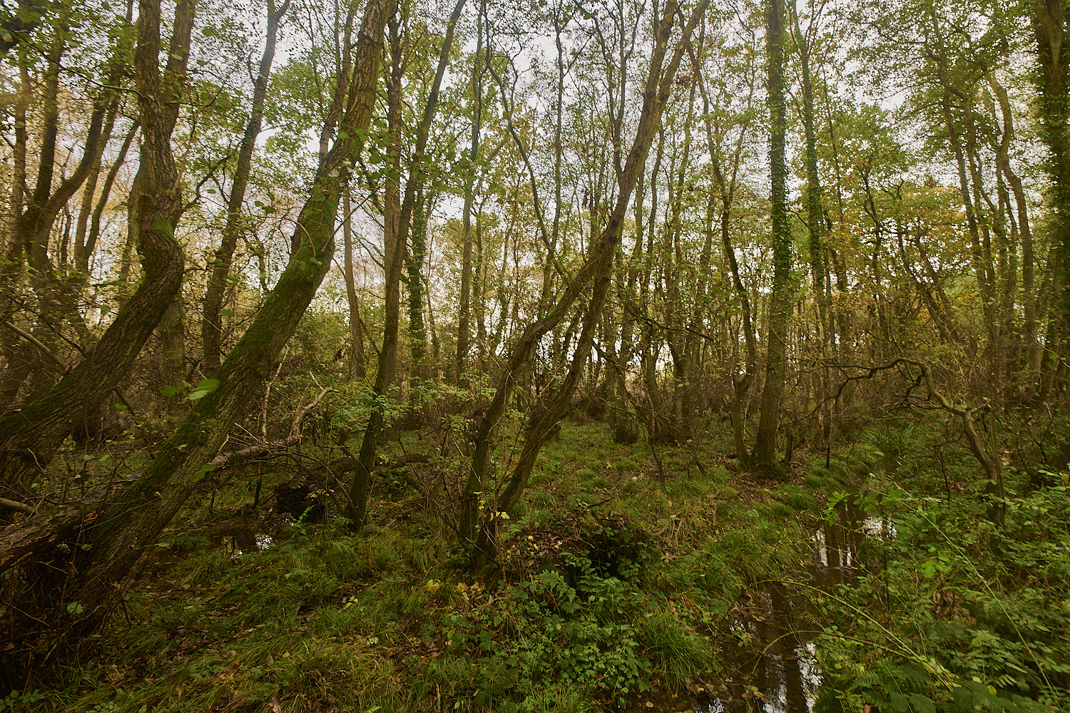 Bryant'sHeath171123-4-NEF_DxO_DeepPRIMEXD