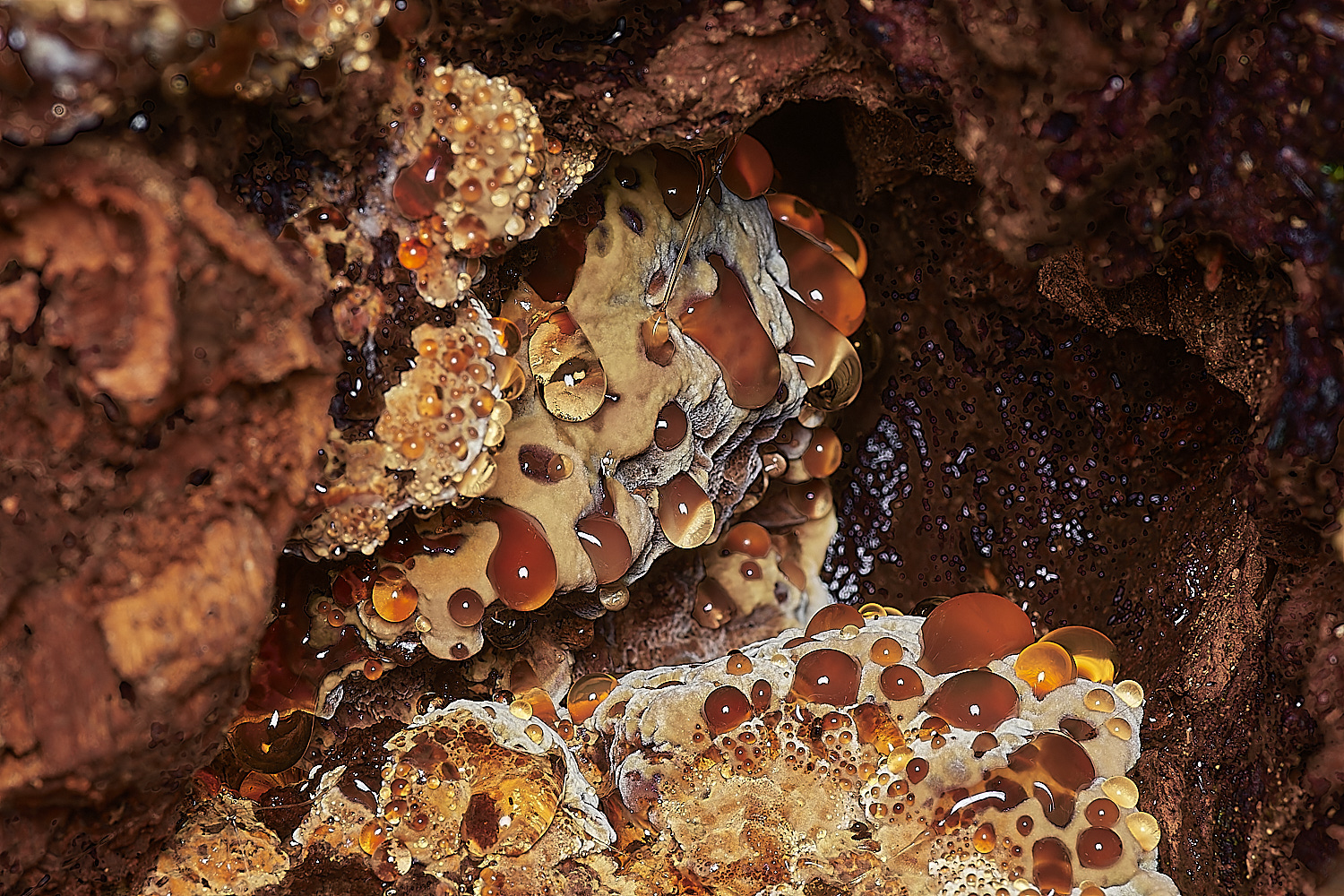 Bryant'sHeathAlderBracket171123-1-NEF_DxO_DeepPRIMEXD