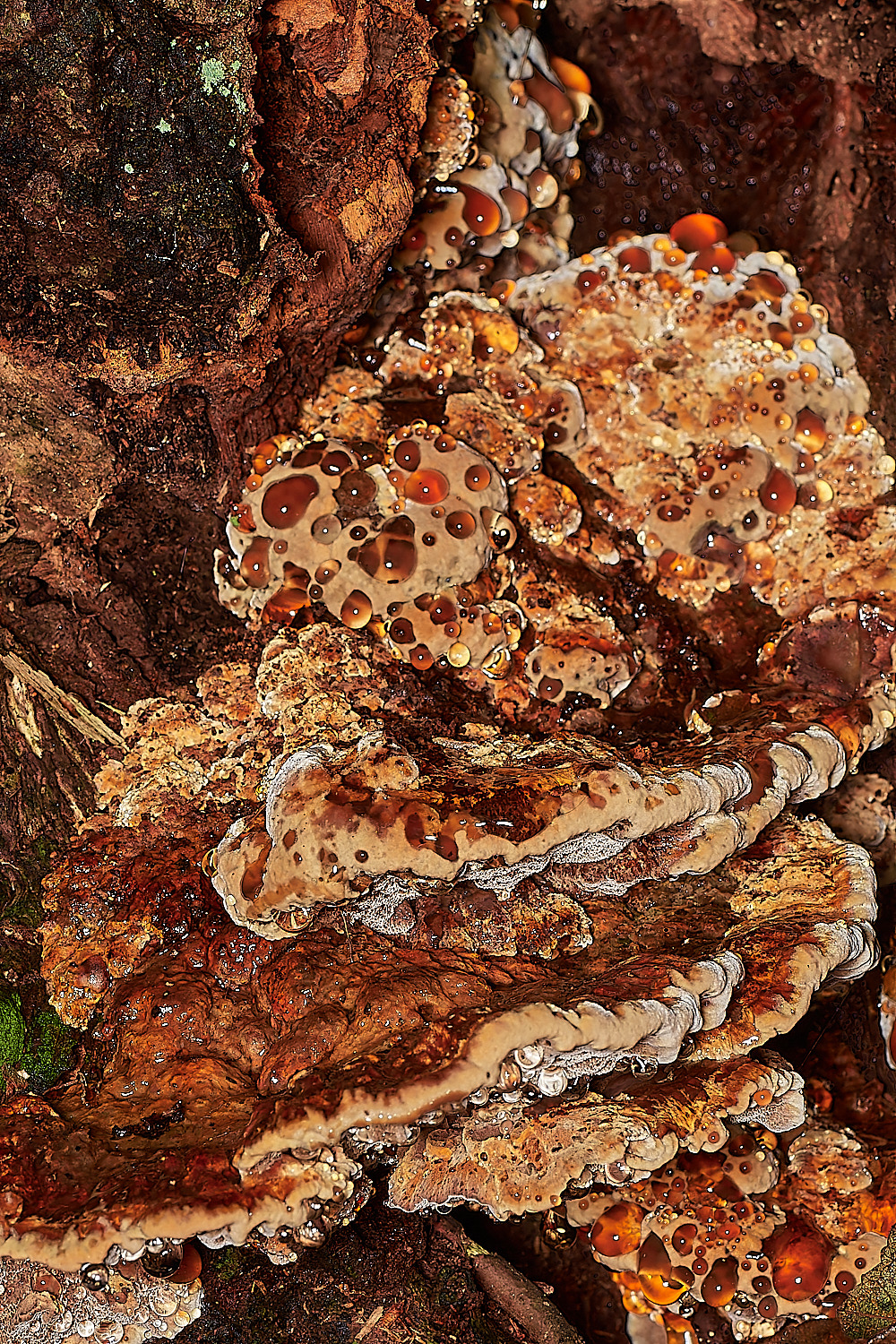 Bryant'sHeathAlderBracket171123-2-NEF_DxO_DeepPRIMEXD