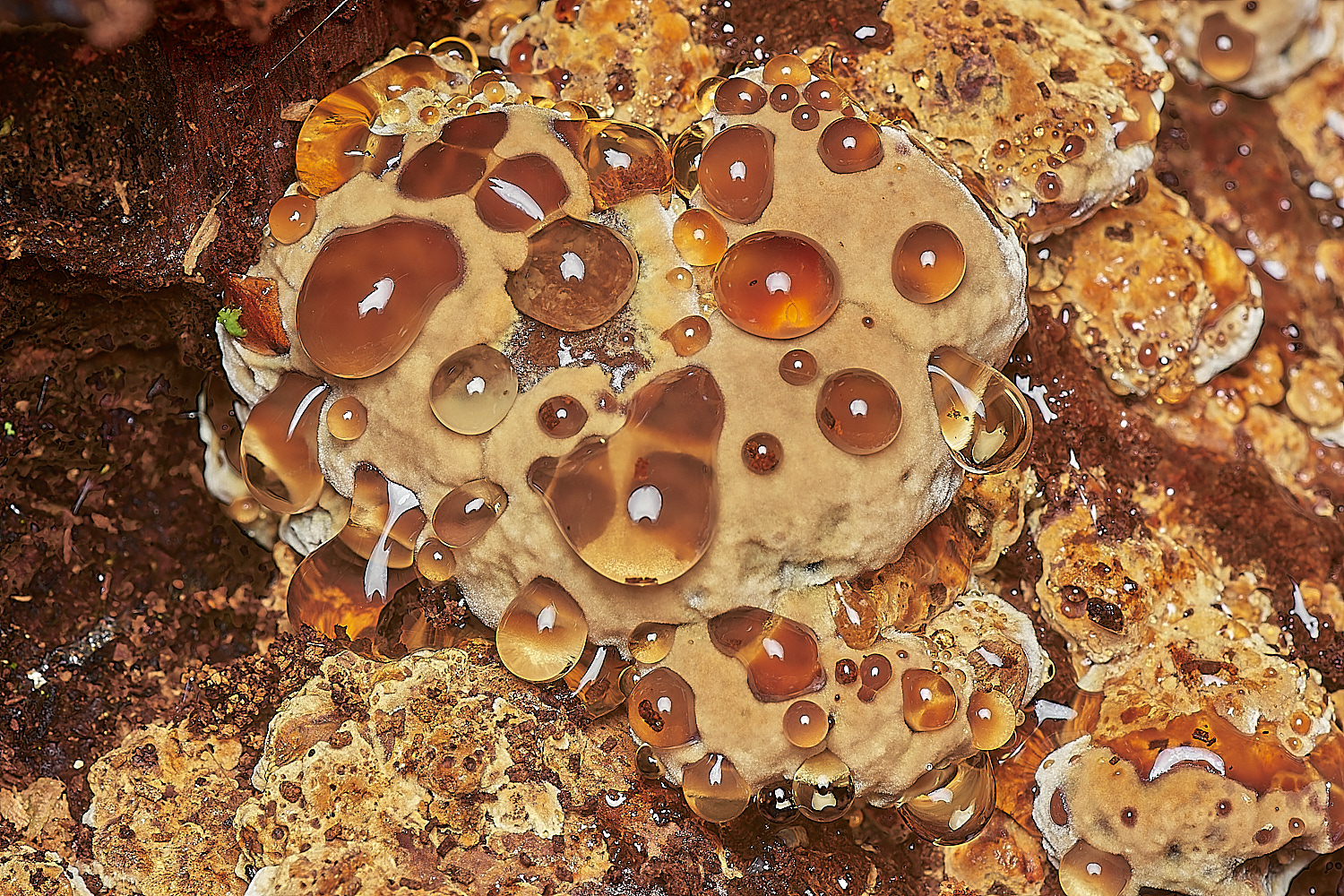 Bryant'sHeathAlderBracket171123-3-NEF_DxO_DeepPRIMEXD