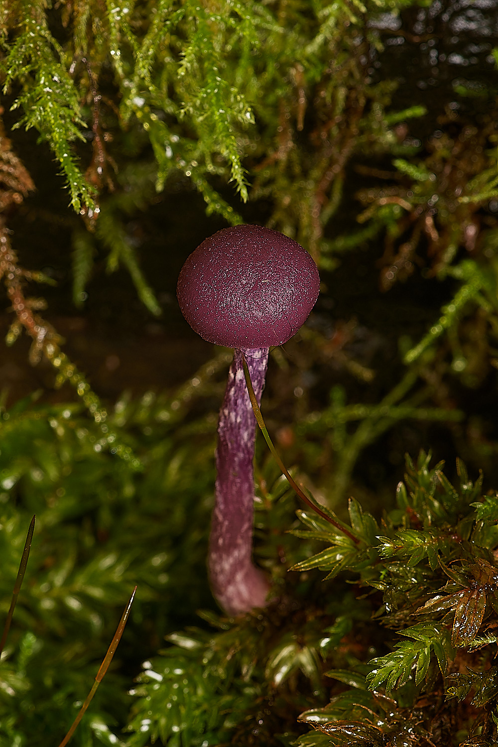 Bryant'sHeathAmethystDeceiver171123-1-NEF_DxO_DeepPRIMEXD