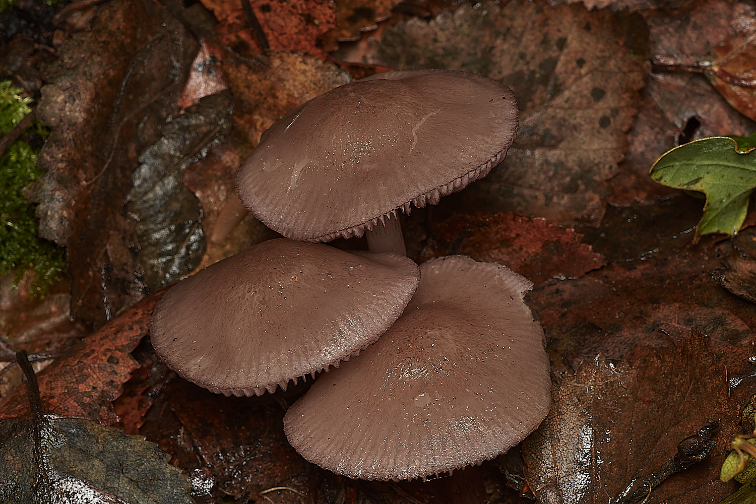 Bryant'sHeathBlackEdgeBonnet171123-1-NEF_DxO_DeepPRIMEXD