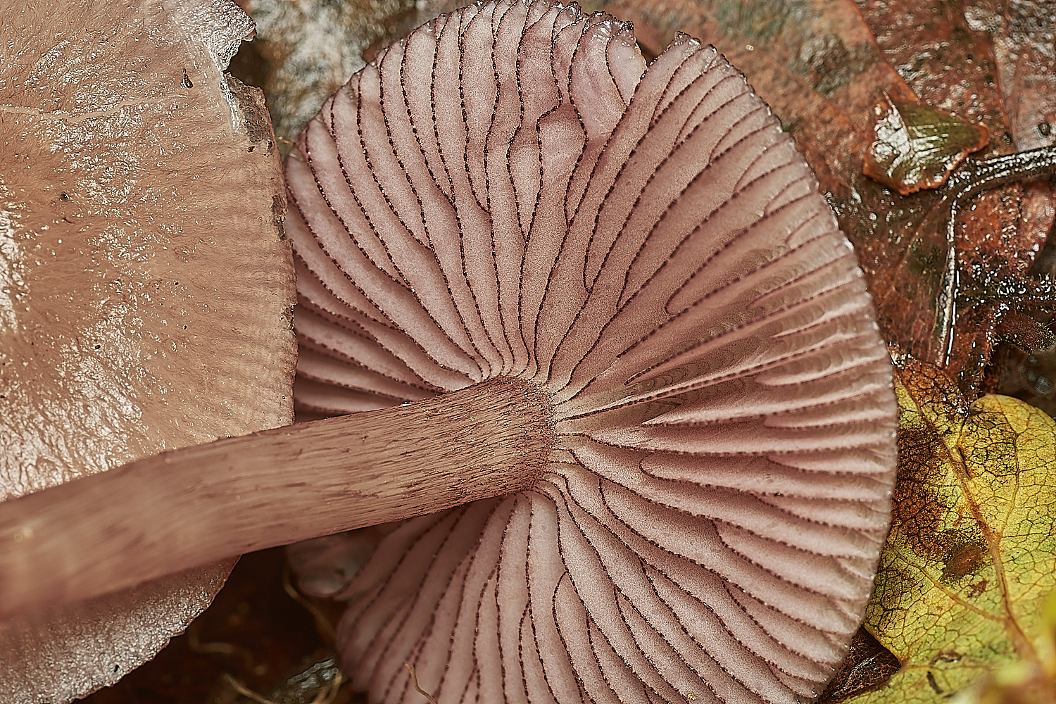 Bryant'sHeathBlackEdgeBonnet171123-2-NEF_DxO_DeepPRIMEXD