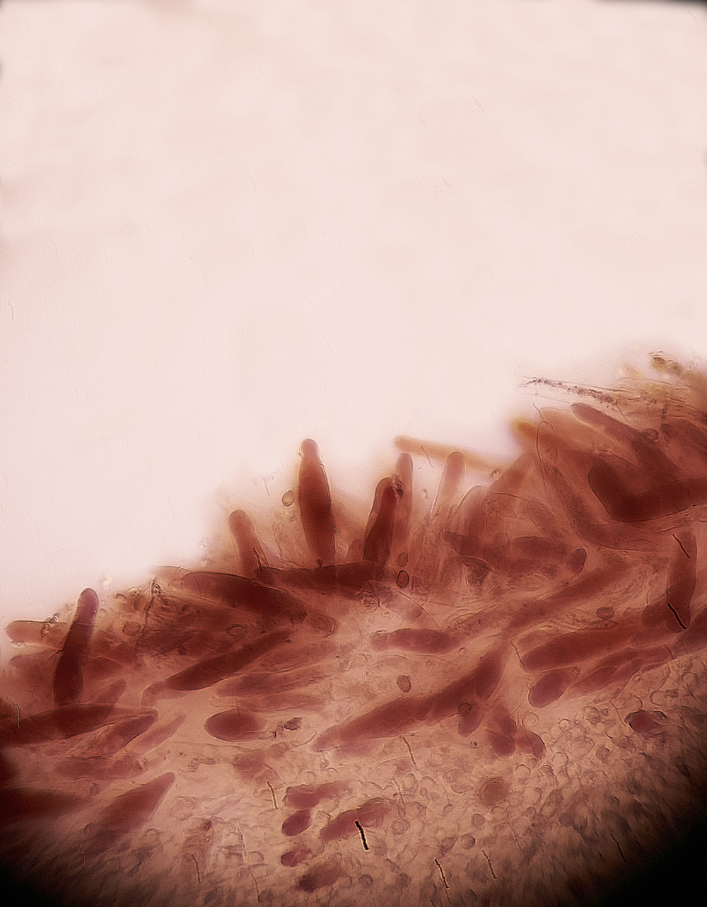 Bryant'sHeathBlackedgeBonnet171123-3 1