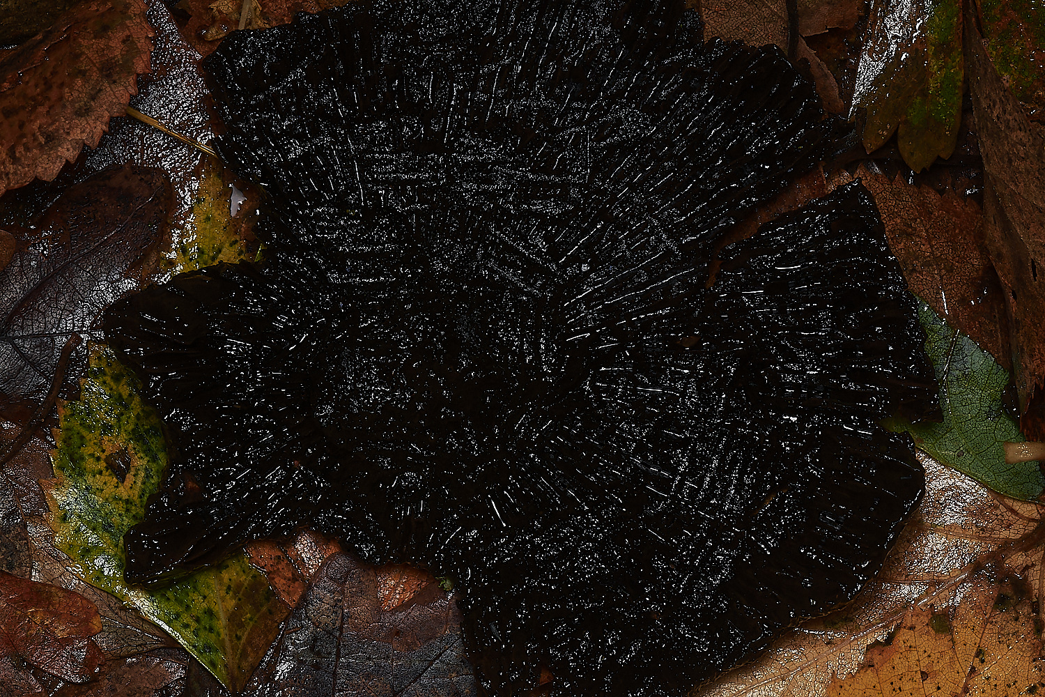 Bryant'sHeathBlackeningRussula171123-1-NEF_DxO_DeepPRIMEXD