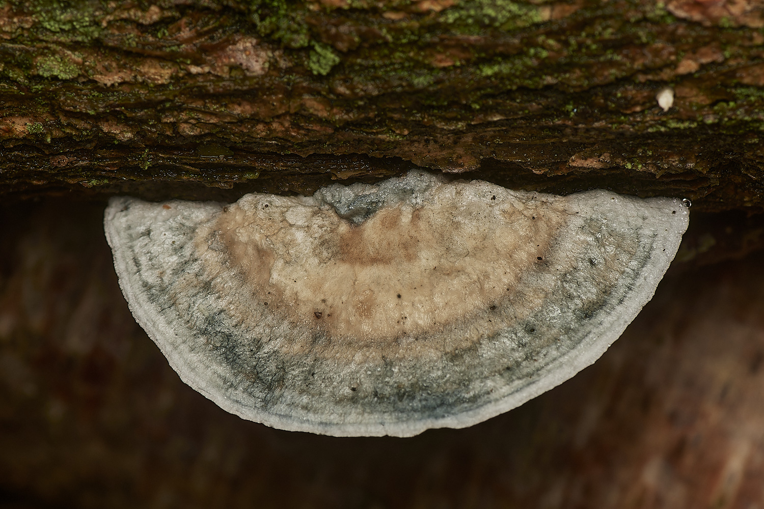 Bryant'sHeathBlkueingBracket171123-1-NEF_DxO_DeepPRIMEXD