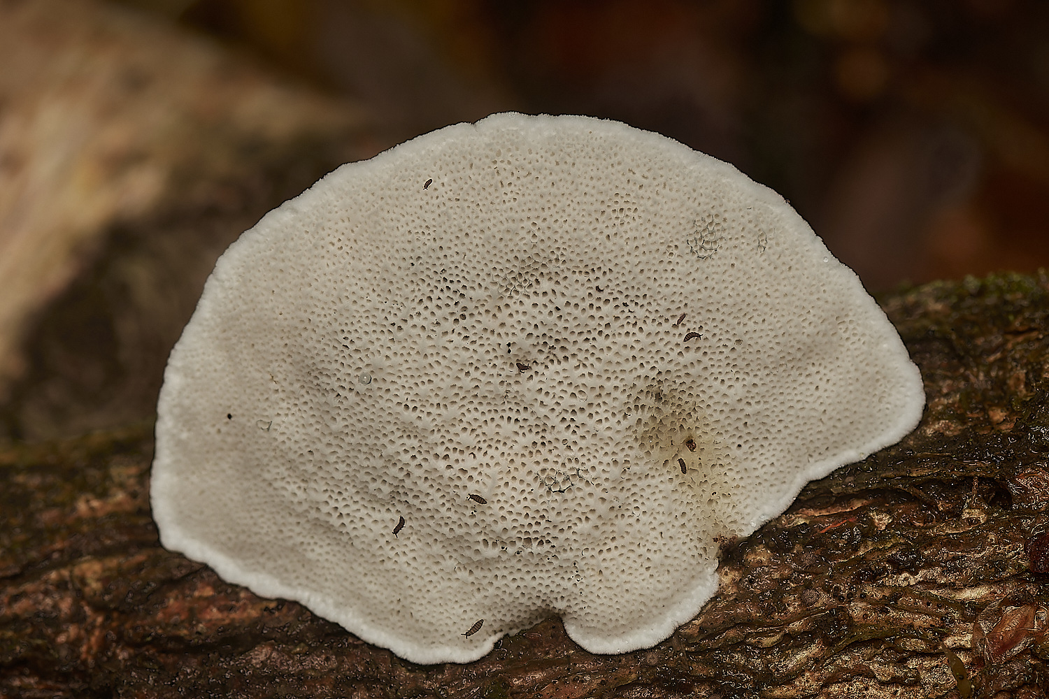 Bryant'sHeathBlueingBracket171123-2-NEF_DxO_DeepPRIMEXD