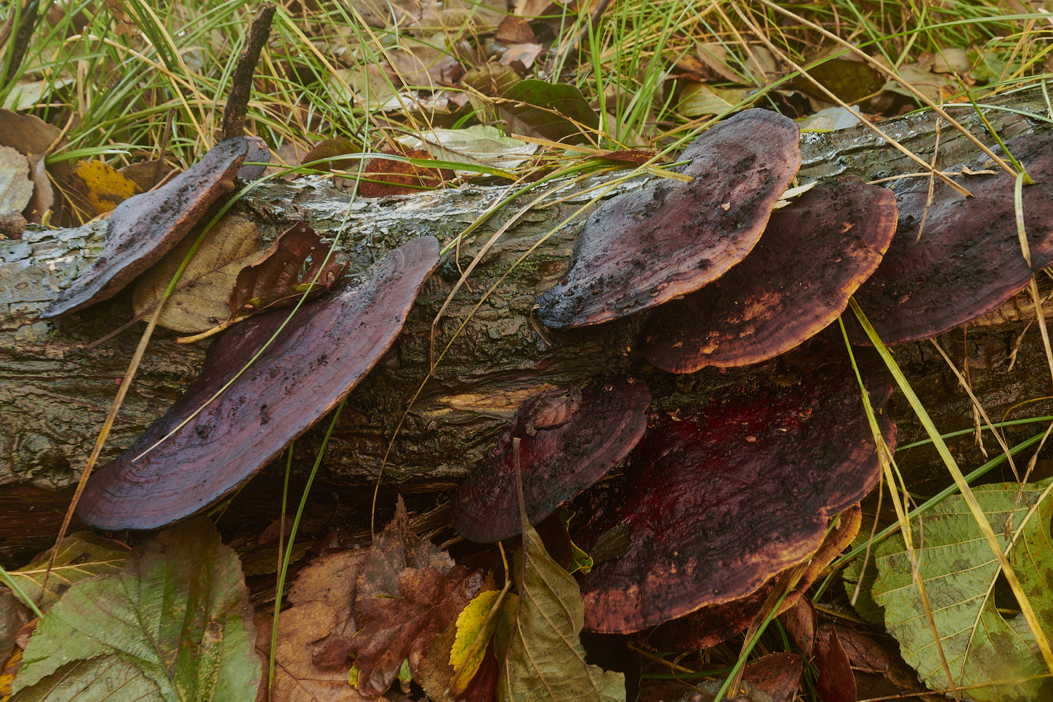 Bryant'sHeathBlushingBracket171123-1-NEF_DxO_DeepPRIMEXD