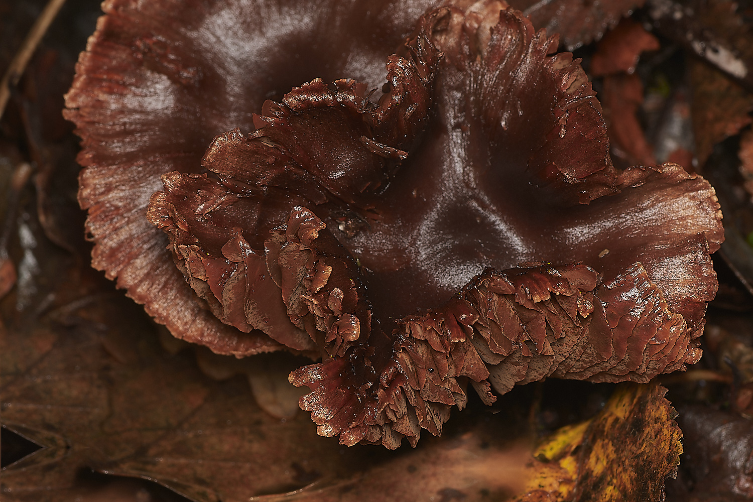 Bryant'sHeathCortinariusSp171123--NEF_DxO_DeepPRIMEXD