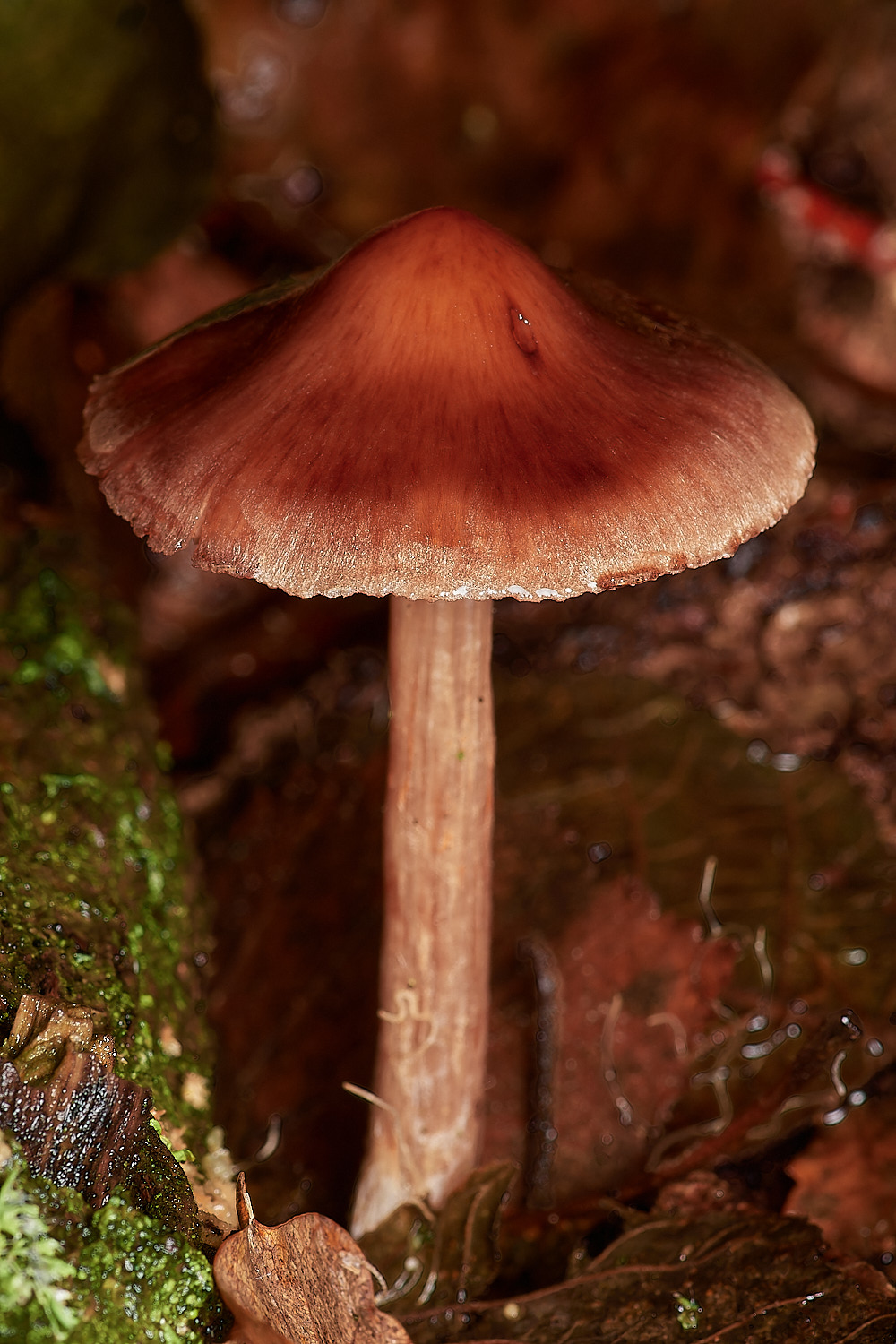 Bryant'sHeathCortinariusSP171123-1-NEF_DxO_DeepPRIMEXD