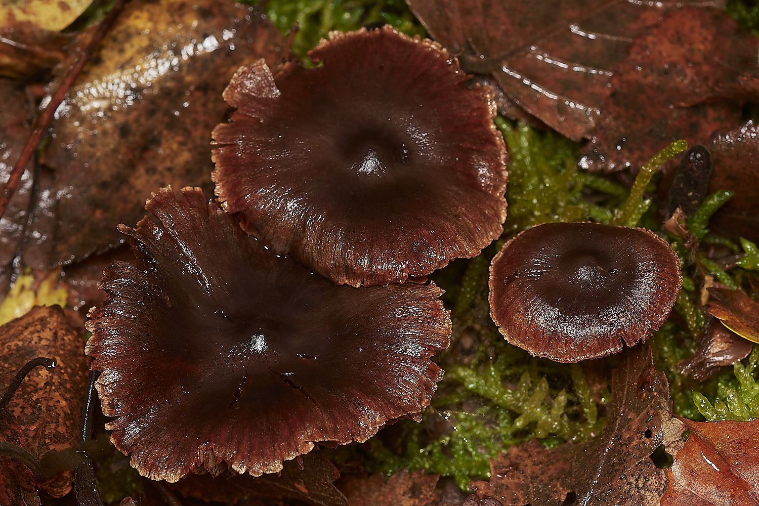 Bryant'sHeathCortinariusSp171123-2-NEF_DxO_DeepPRIMEXD