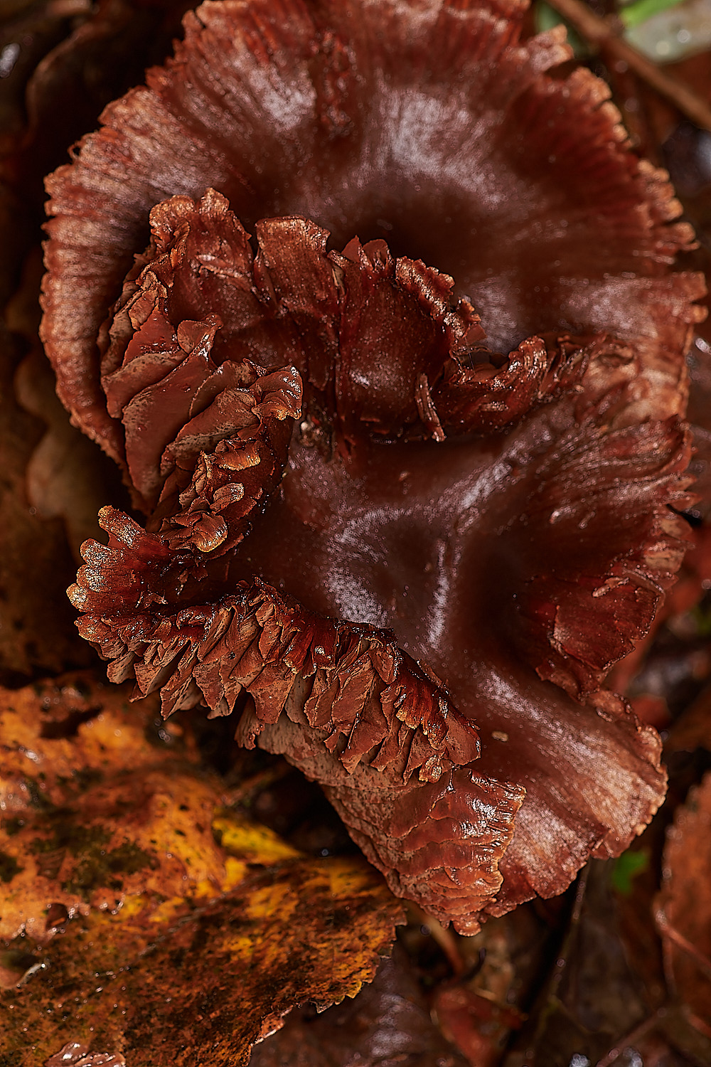 Bryant'sHeathCortinariusSp171123-3-NEF_DxO_DeepPRIMEXD