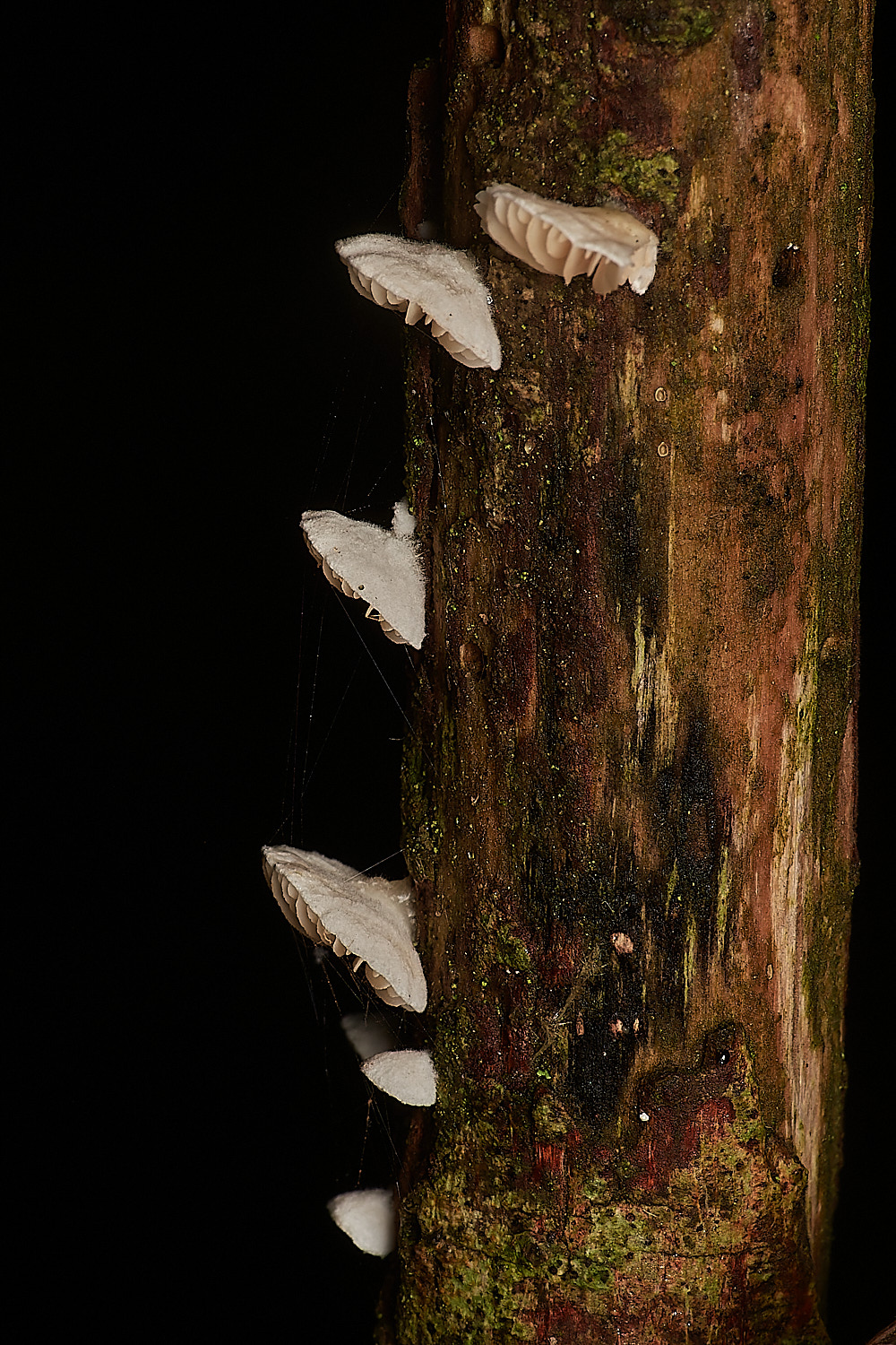 Bryant'sHeathCrepidotusSp171123-1-NEF_DxO_DeepPRIMEXD