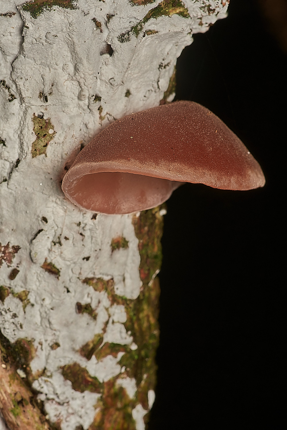 Bryant'sHeathEar171123-1-NEF_DxO_DeepPRIMEXD