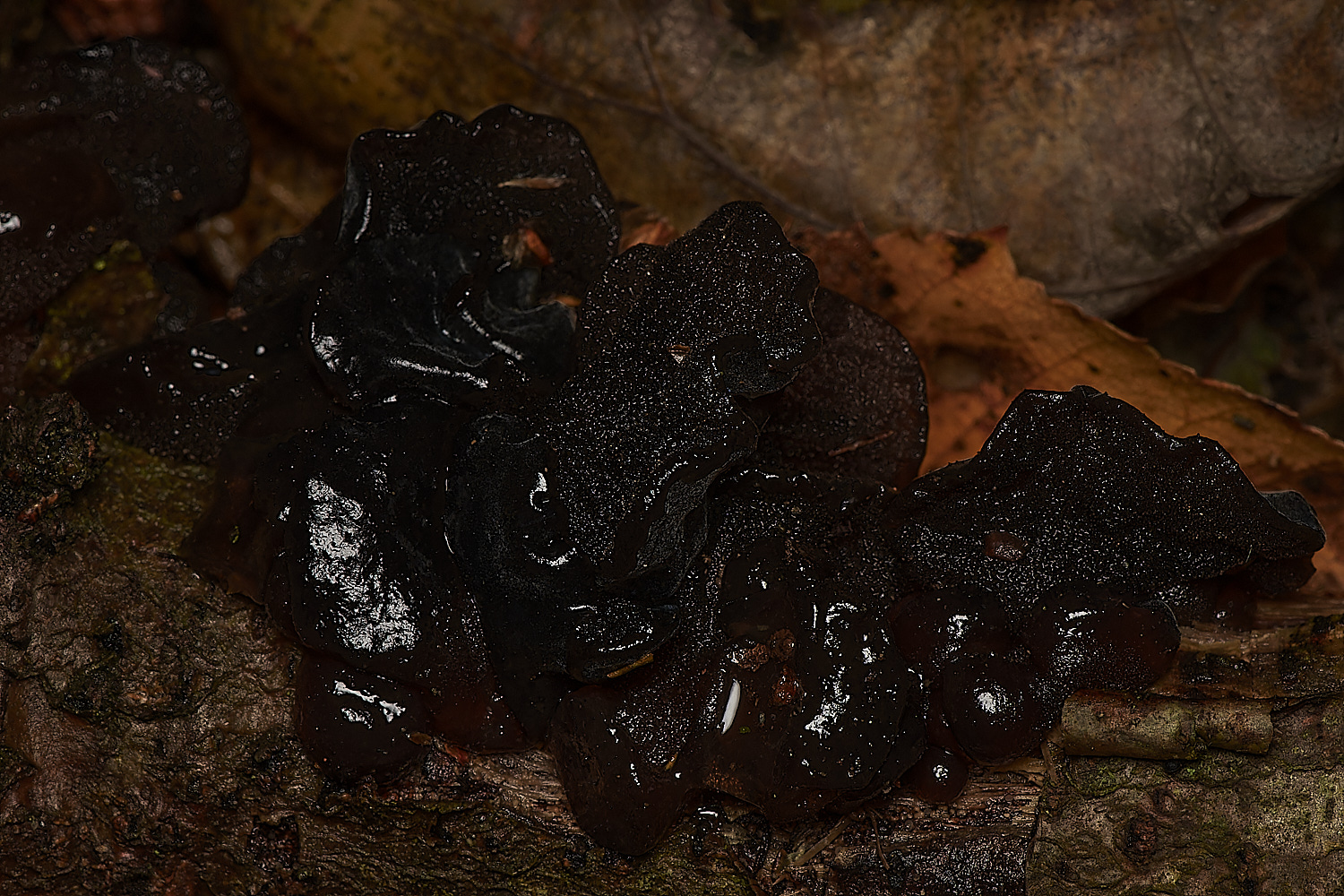 Bryant'sHeathExidia171123-1-NEF_DxO_DeepPRIMEXD