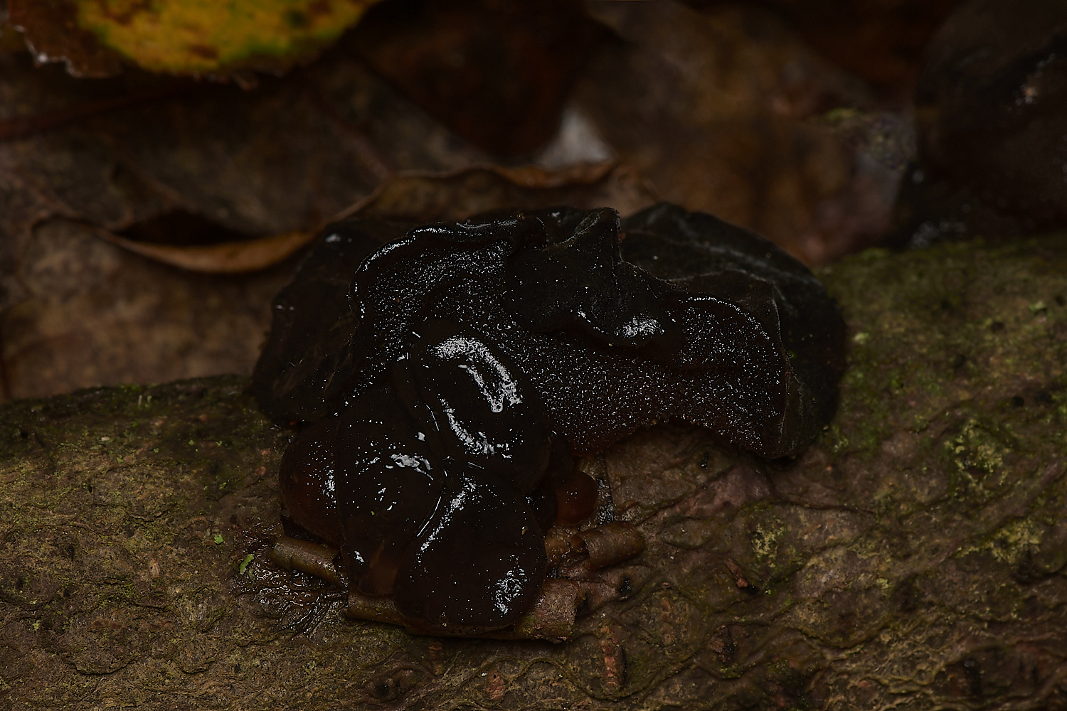 Bryant'sHeathExidia171123-2-NEF_DxO_DeepPRIMEXD