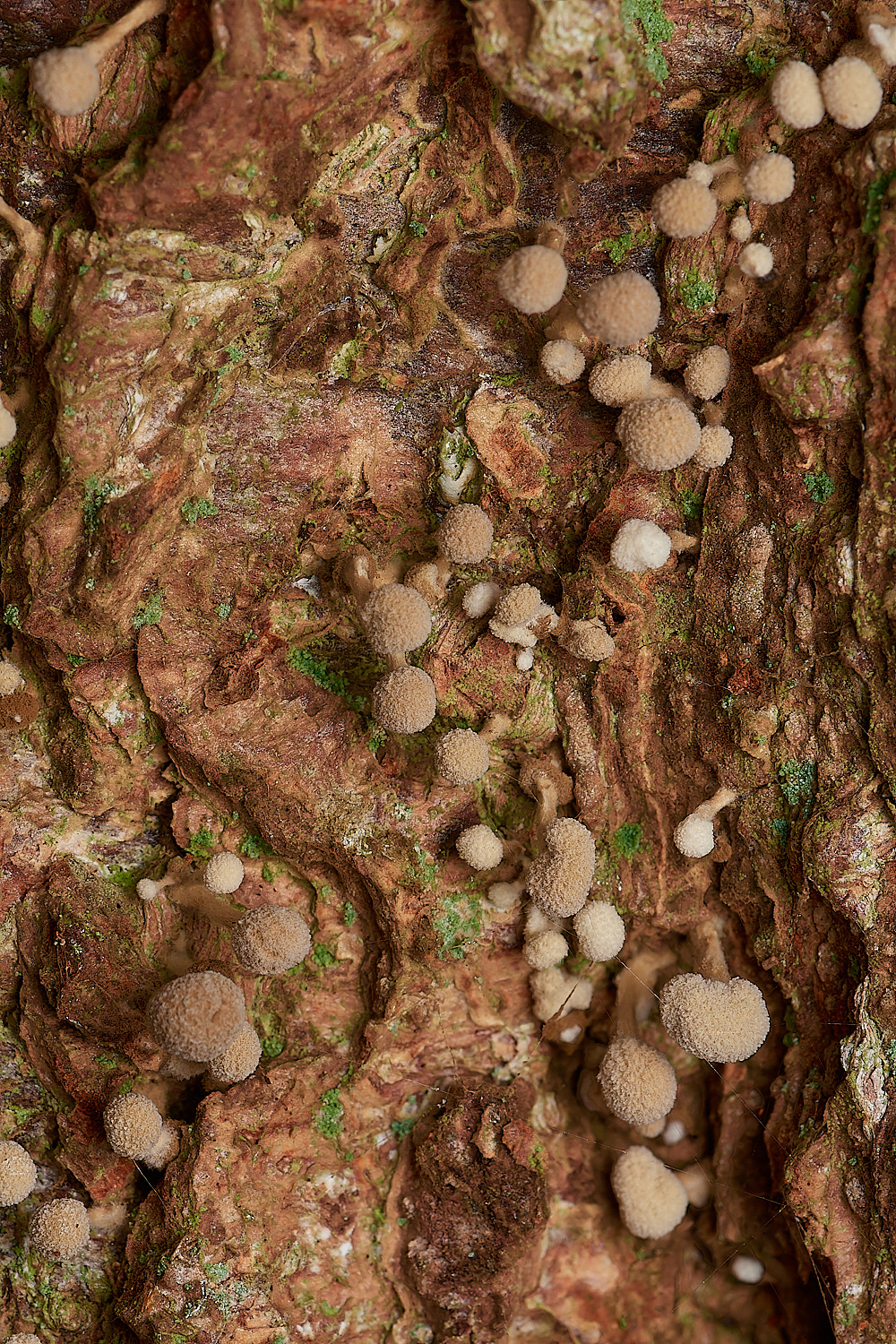 Bryant'sHeathFennugreekStalkballSp171123-2-NEF_DxO_DeepPRIMEXD