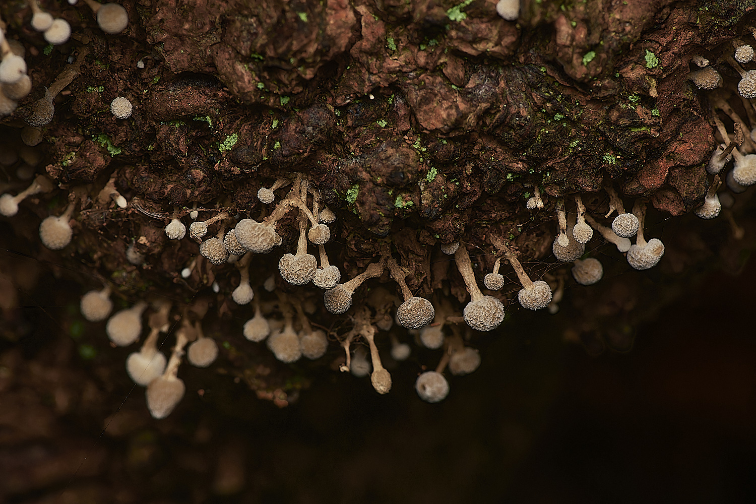 Bryant'sHeathFenugreekStalkball171123-1-NEF_DxO_DeepPRIMEXD