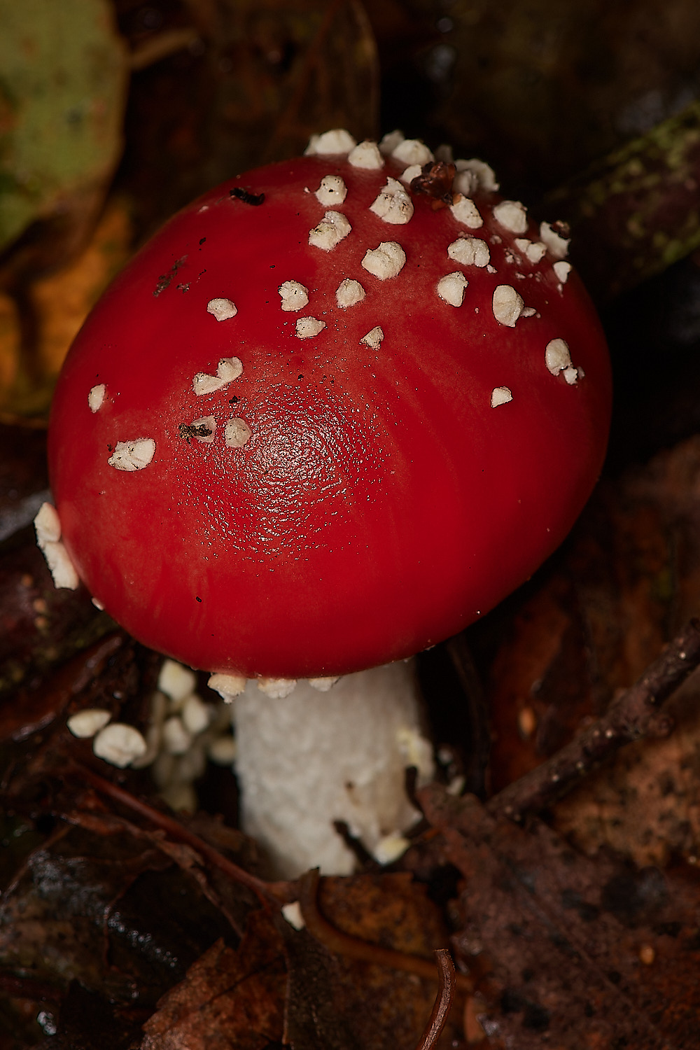 Bryant'sHeathFlyAgaric171123-1-NEF_DxO_DeepPRIMEXD