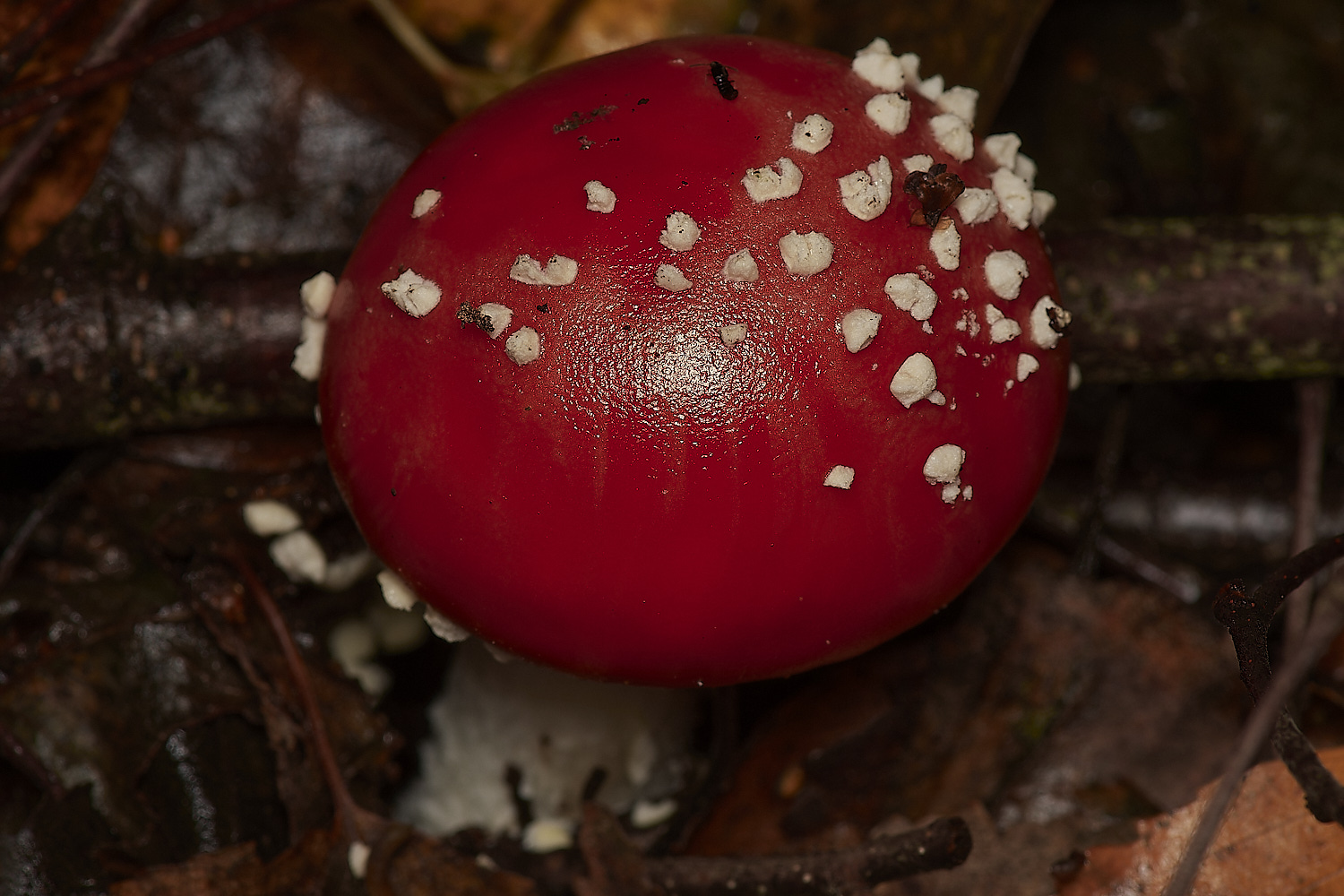 Bryant'sHeathFlyAgaric171123-2-NEF_DxO_DeepPRIMEXD