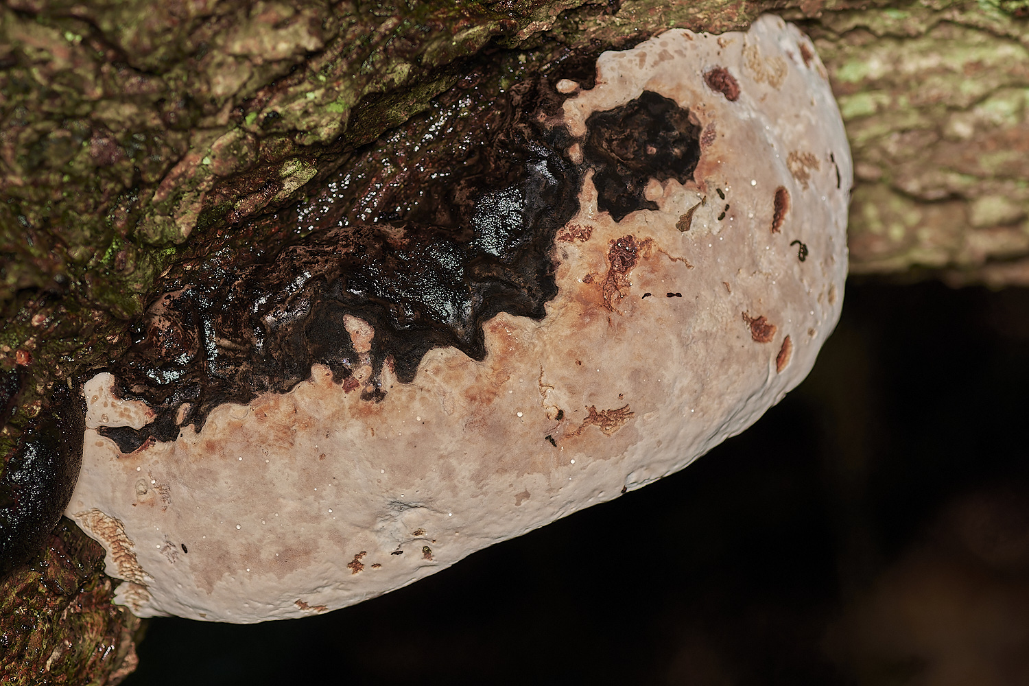 Bryant'sHeathGannoderma171123-1-NEF_DxO_DeepPRIMEXD