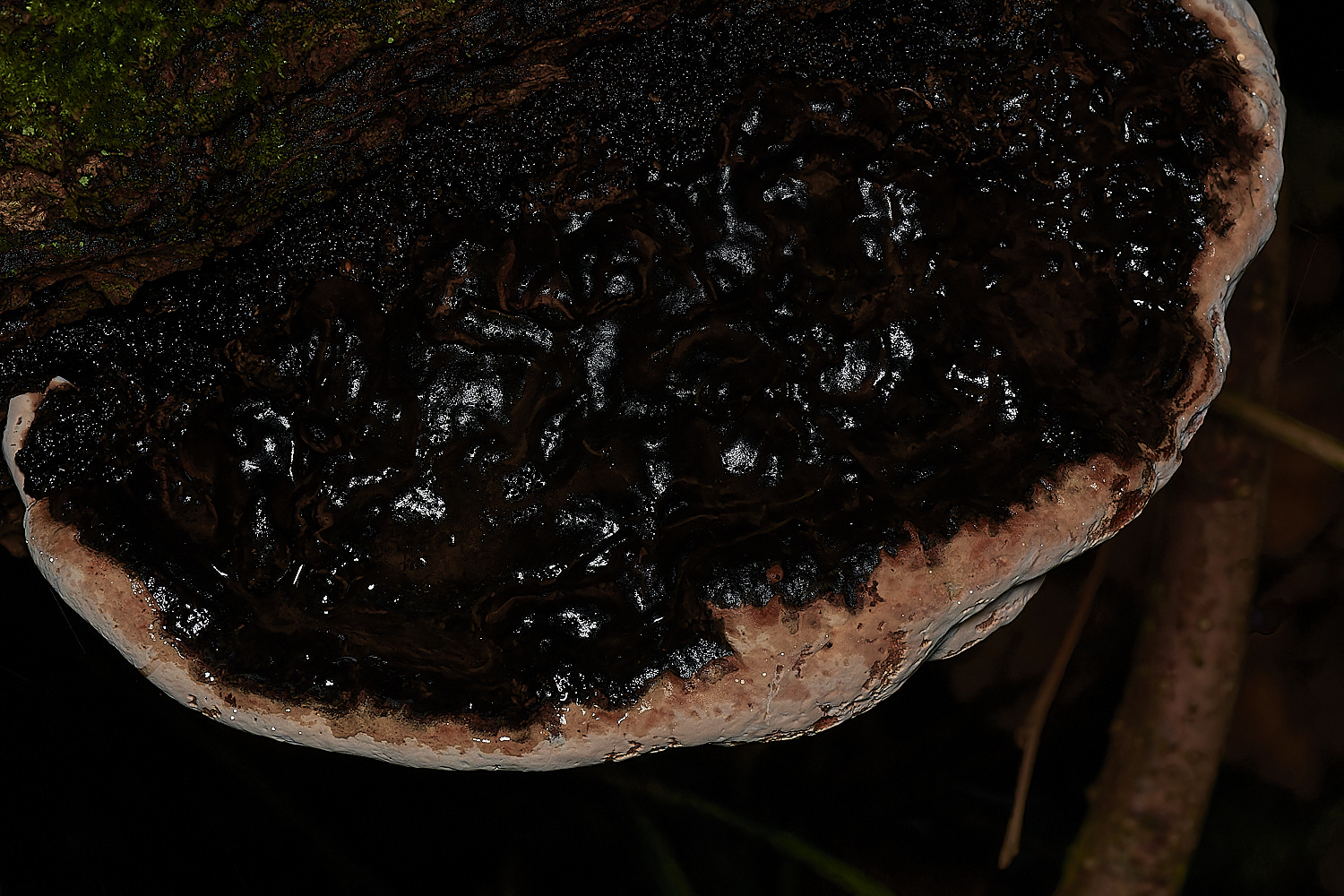 Bryant'sHeathGannoderma171123-2-NEF_DxO_DeepPRIMEXD