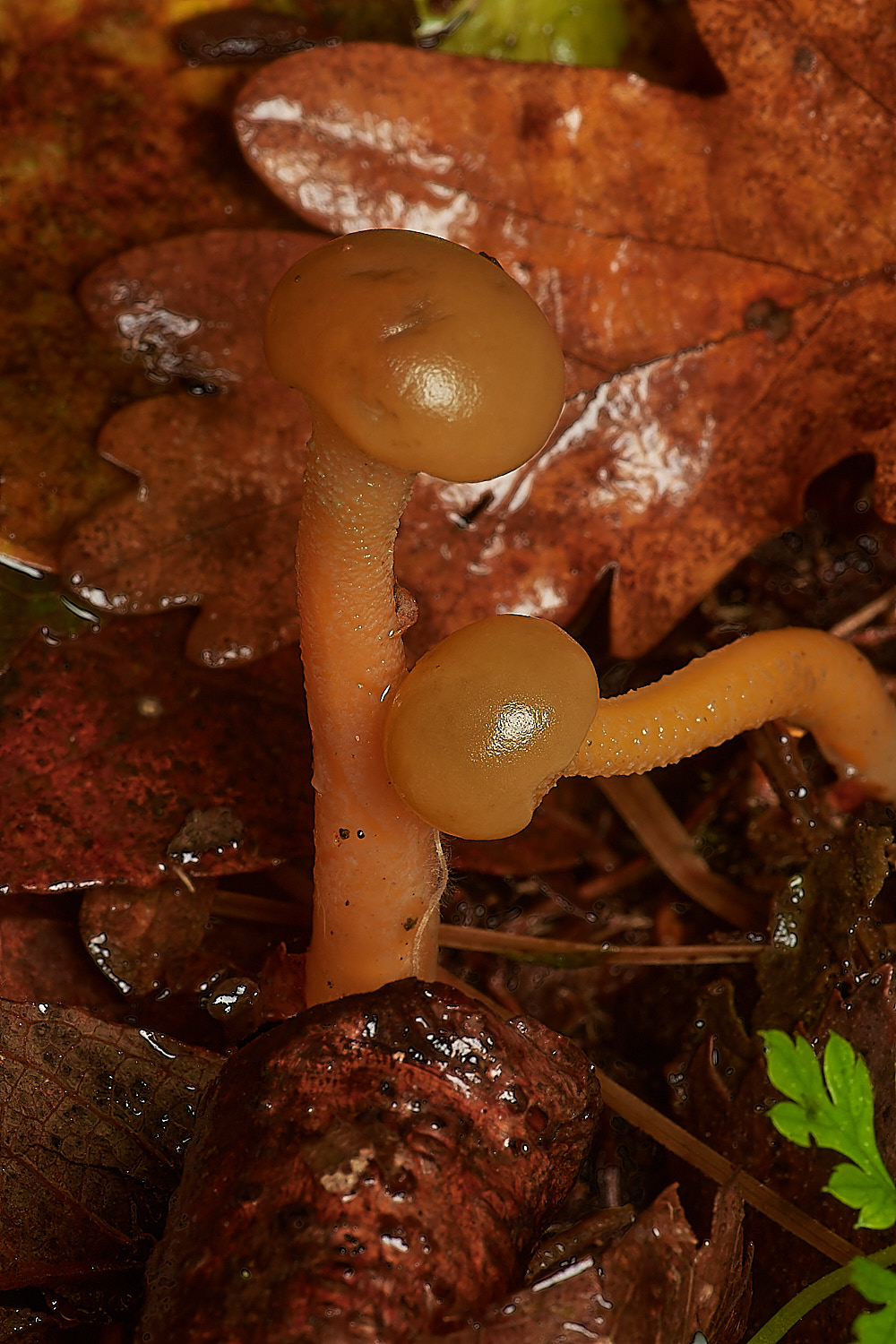 Bryant'sHeathJellyBaby171123-1-NEF_DxO_DeepPRIMEXD