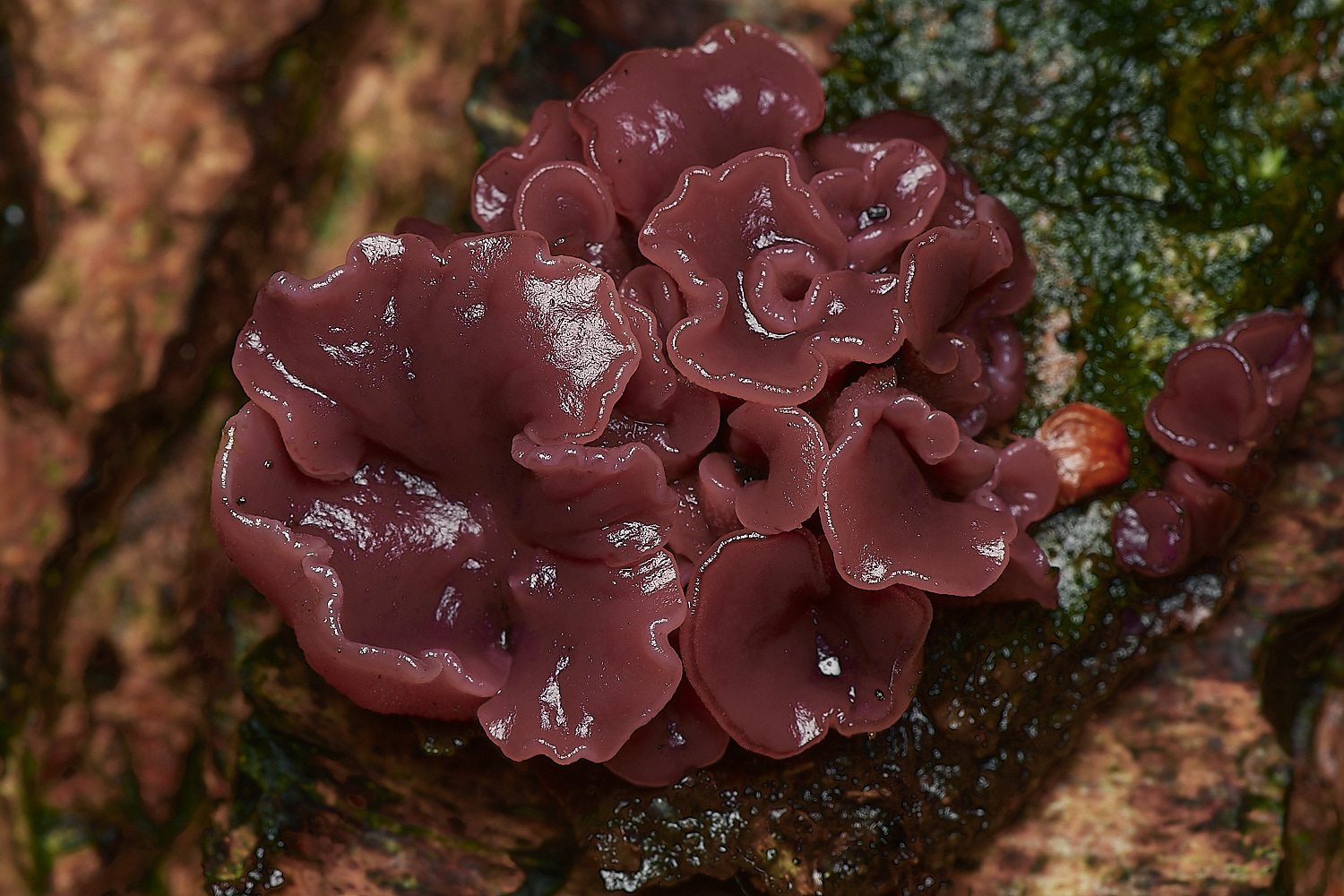 Bryant'sHeathJellyDisc171123-1-NEF_DxO_DeepPRIMEXD