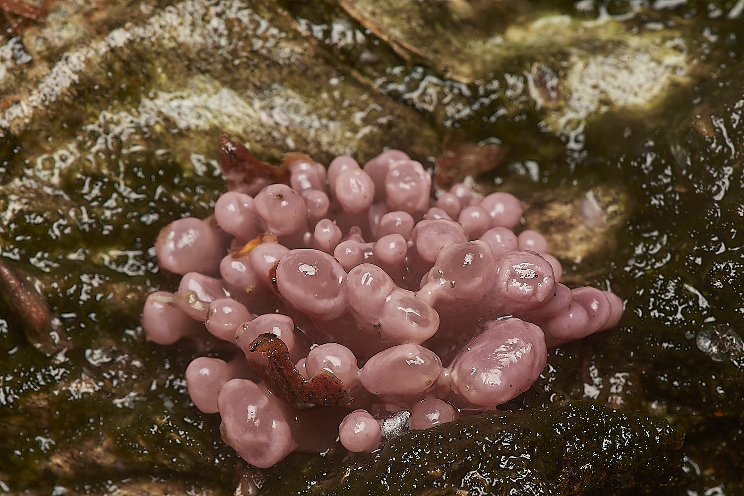 Bryant'sHeathJellyDisc171123-2-NEF_DxO_DeepPRIMEXD