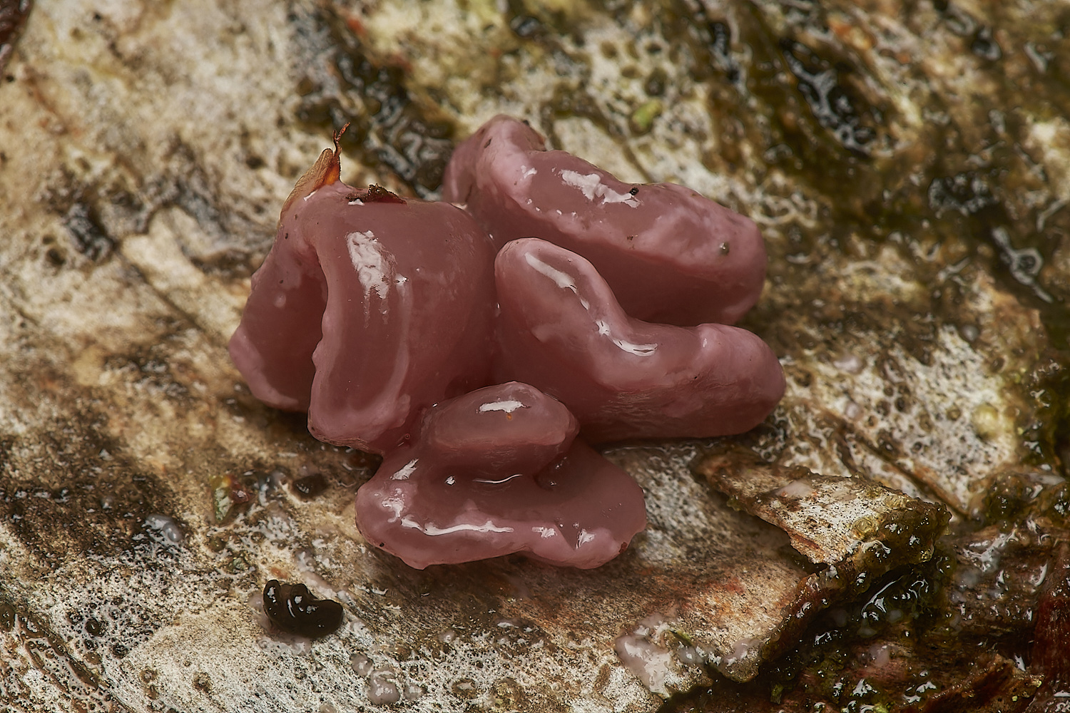 Bryant'sHeathJellyDisc171123-3-NEF_DxO_DeepPRIMEXD