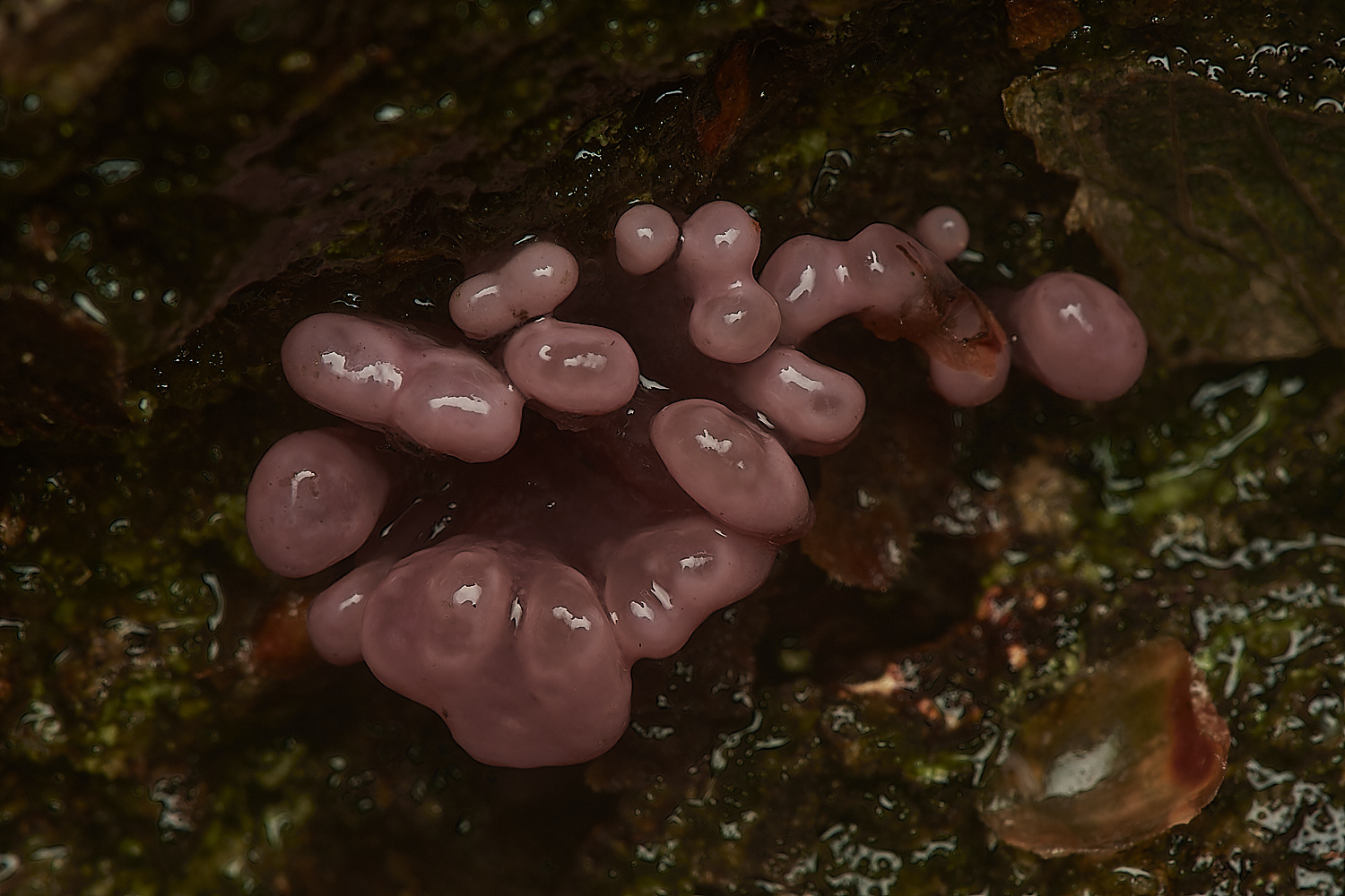 Bryant'sHeathJellyDisc171123-4-NEF_DxO_DeepPRIMEXD